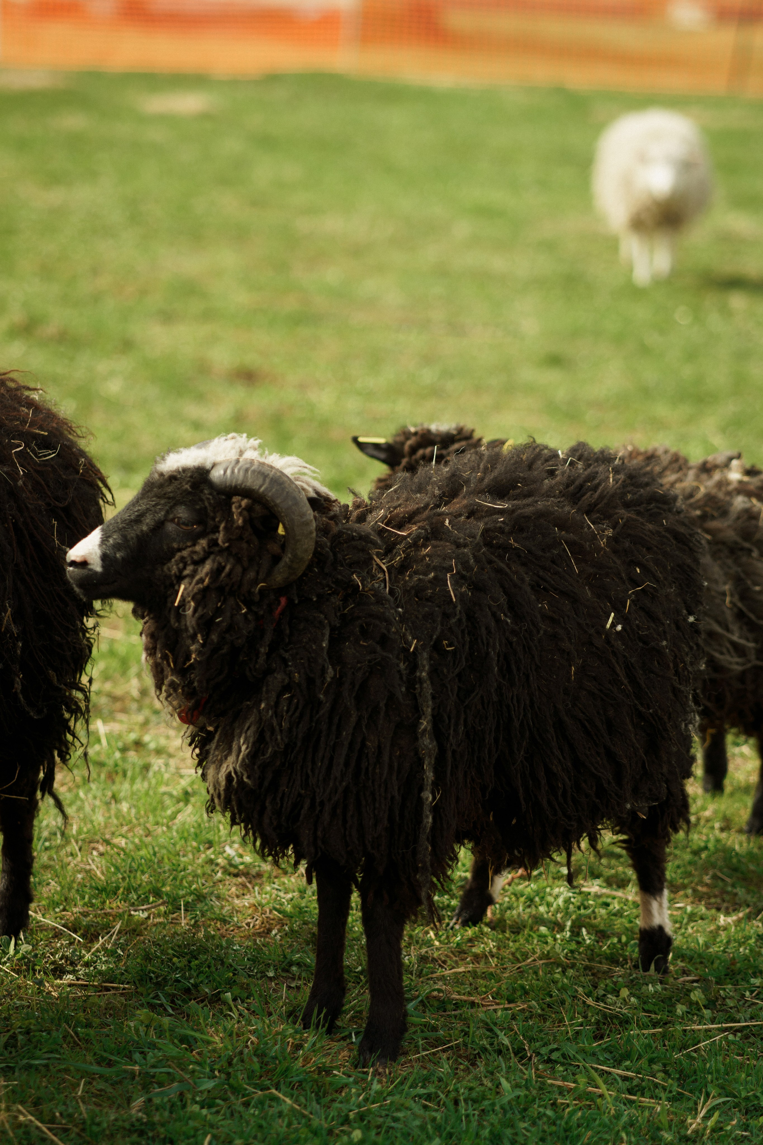 Herding Days, 26 apr. 2025. Kat Laisaar — Pet photographer in Tallinn