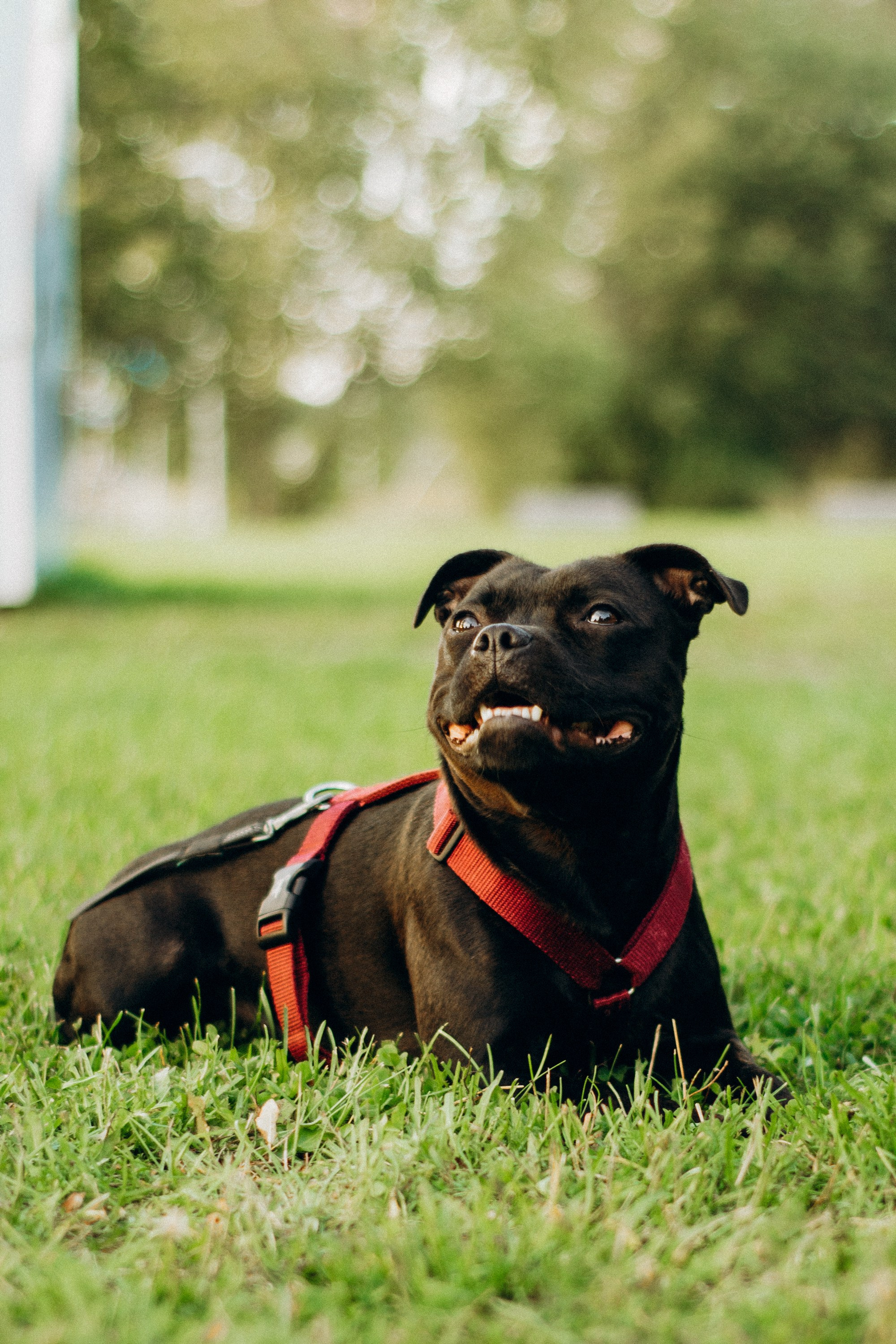 Severa and Barracuda, Staffordshire Bull Terriers. Kat Laisaar — Pet photographer in Tallinn