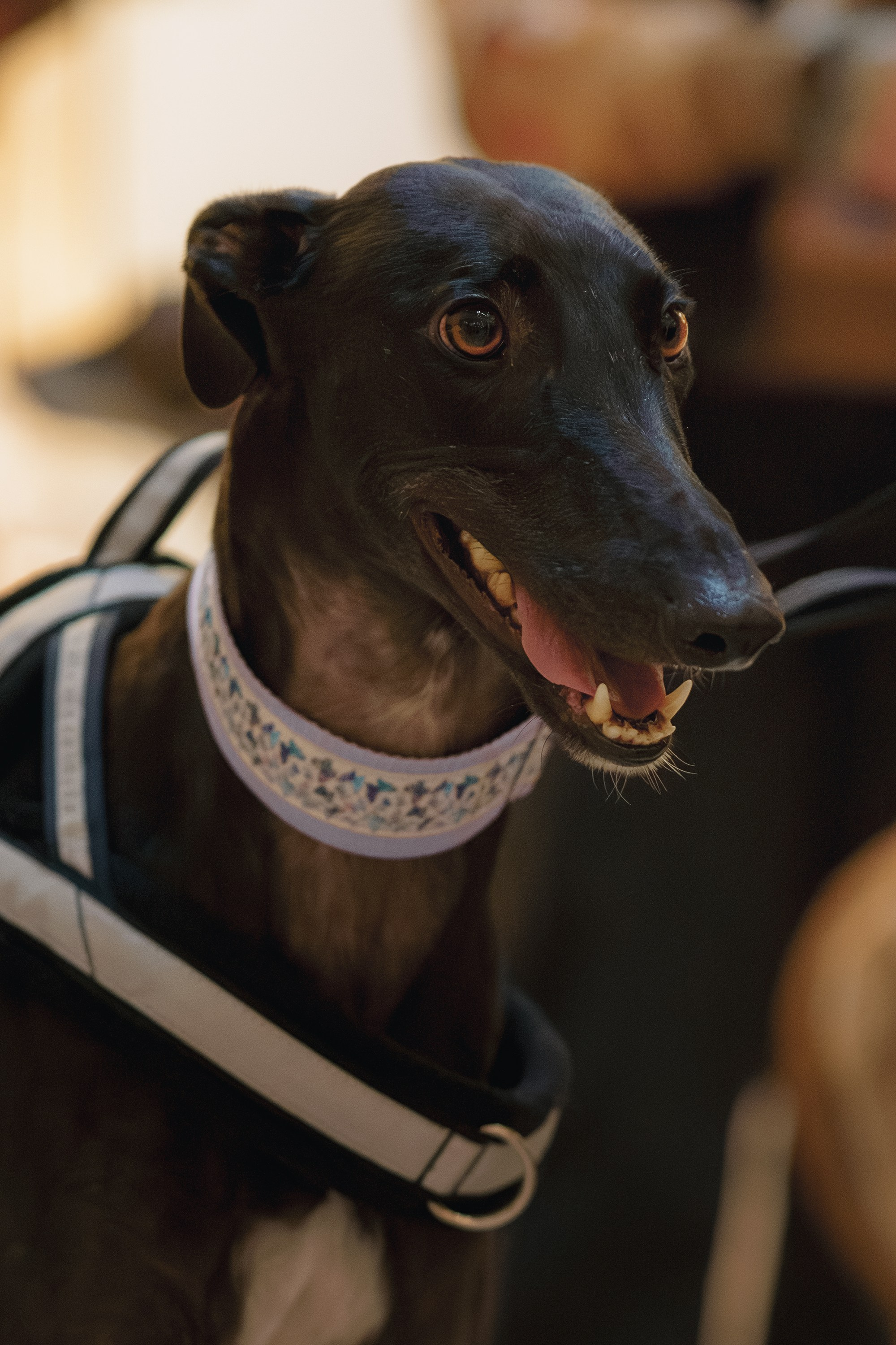 GalgoTreff / Solaris keskus 16 november. Kat Laisaar — Pet photographer in Tallinn