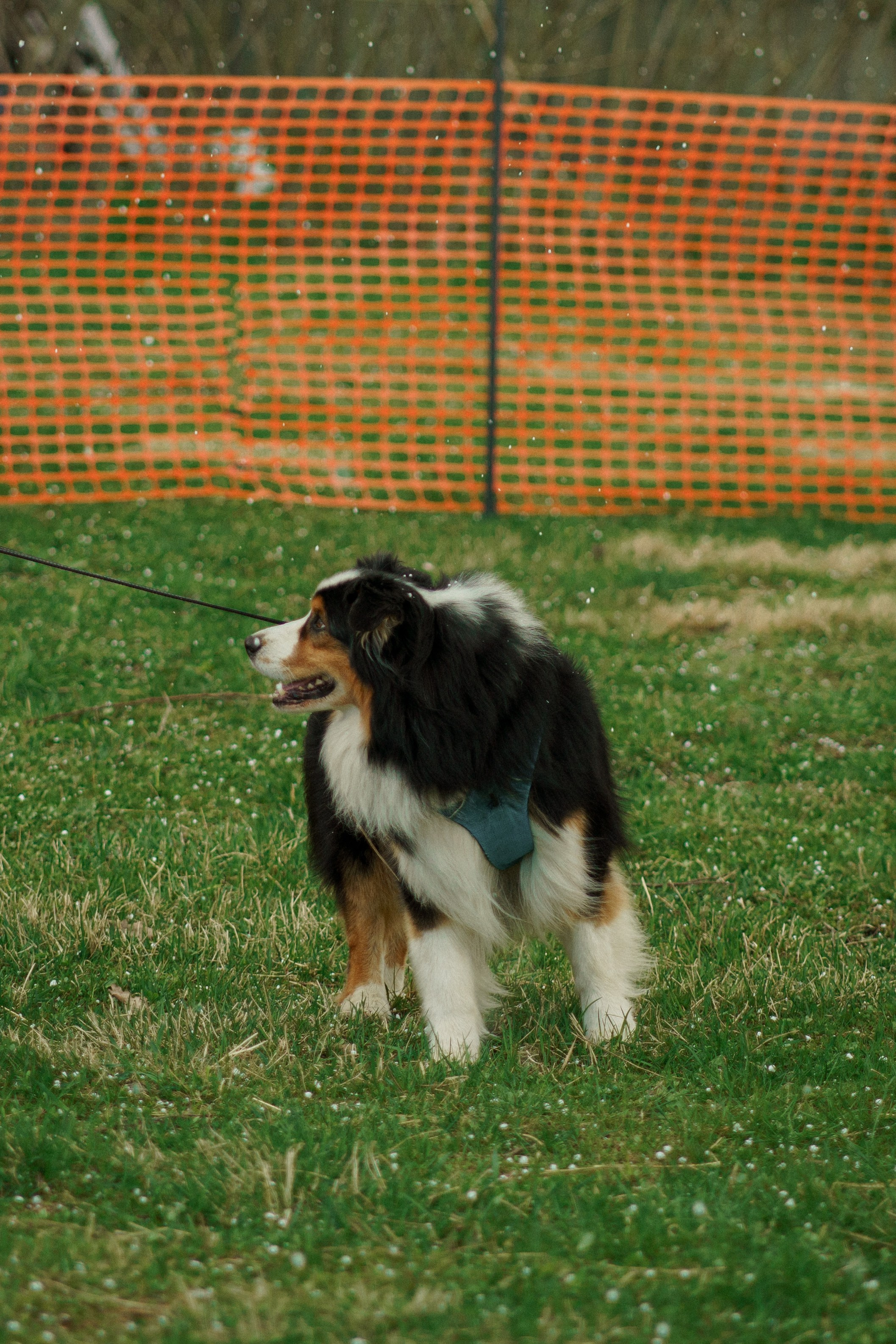 Herding Days, 26 apr. 2025. Kat Laisaar — Pet photographer in Tallinn