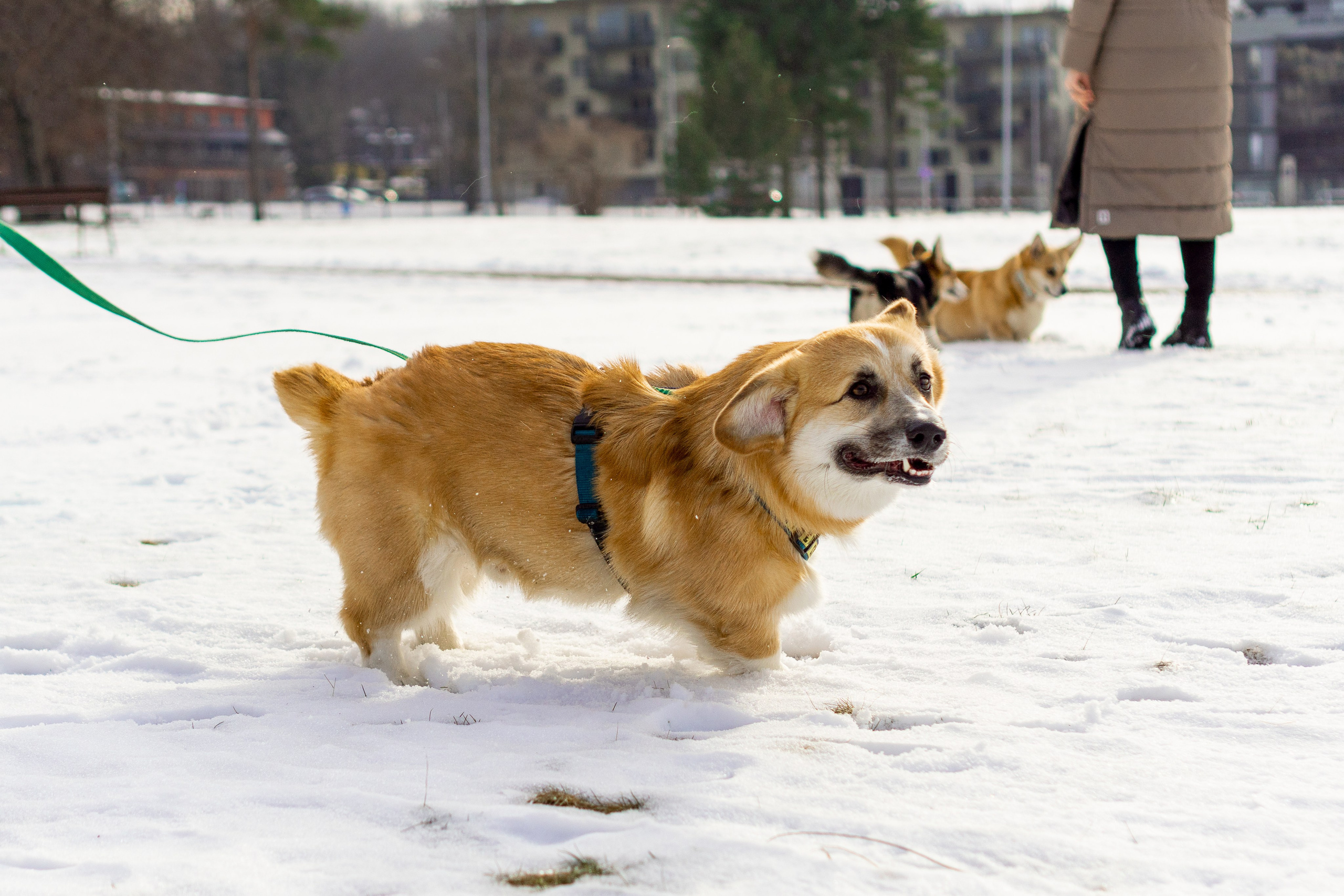 Corgi party, 23 feb. 2025. Kat Laisaar — Pet photographer in Tallinn