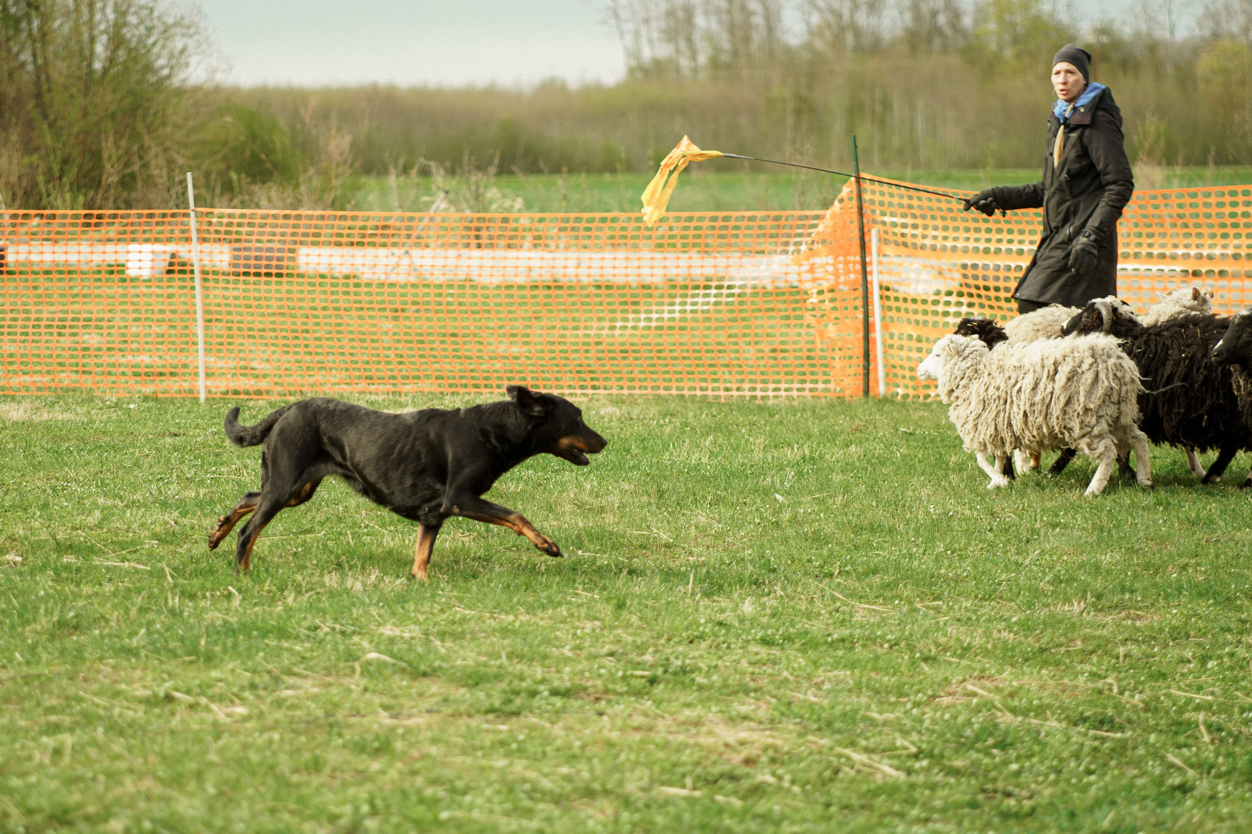 Herding Days, 26 apr. 2025. Kat Laisaar — Pet photographer in Tallinn