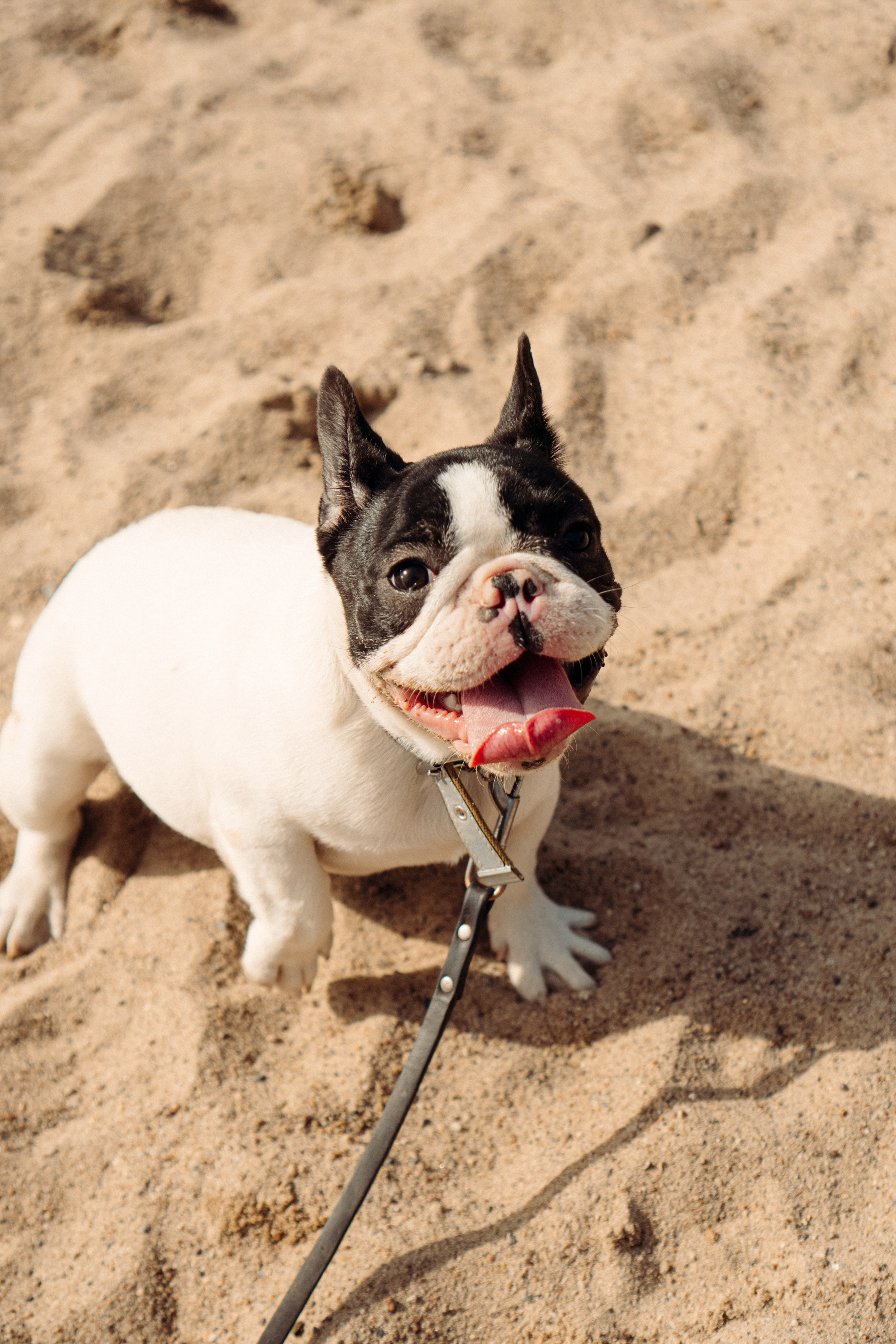 Corgi party, 18 apr. 2025. Kat Laisaar — Pet photographer in Tallinn