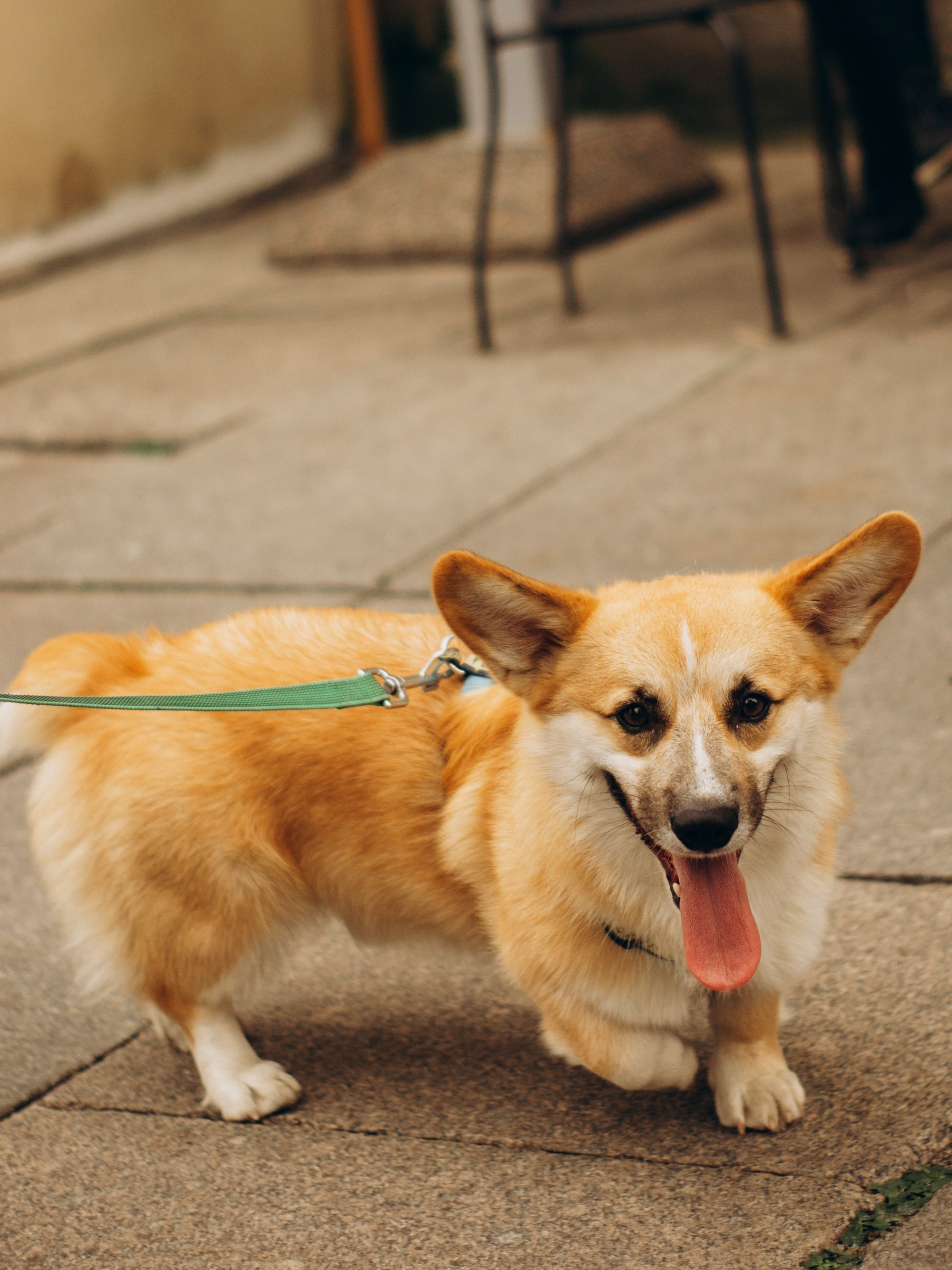 Corgi party, september. Kat Laisaar — Pet photographer in Tallinn