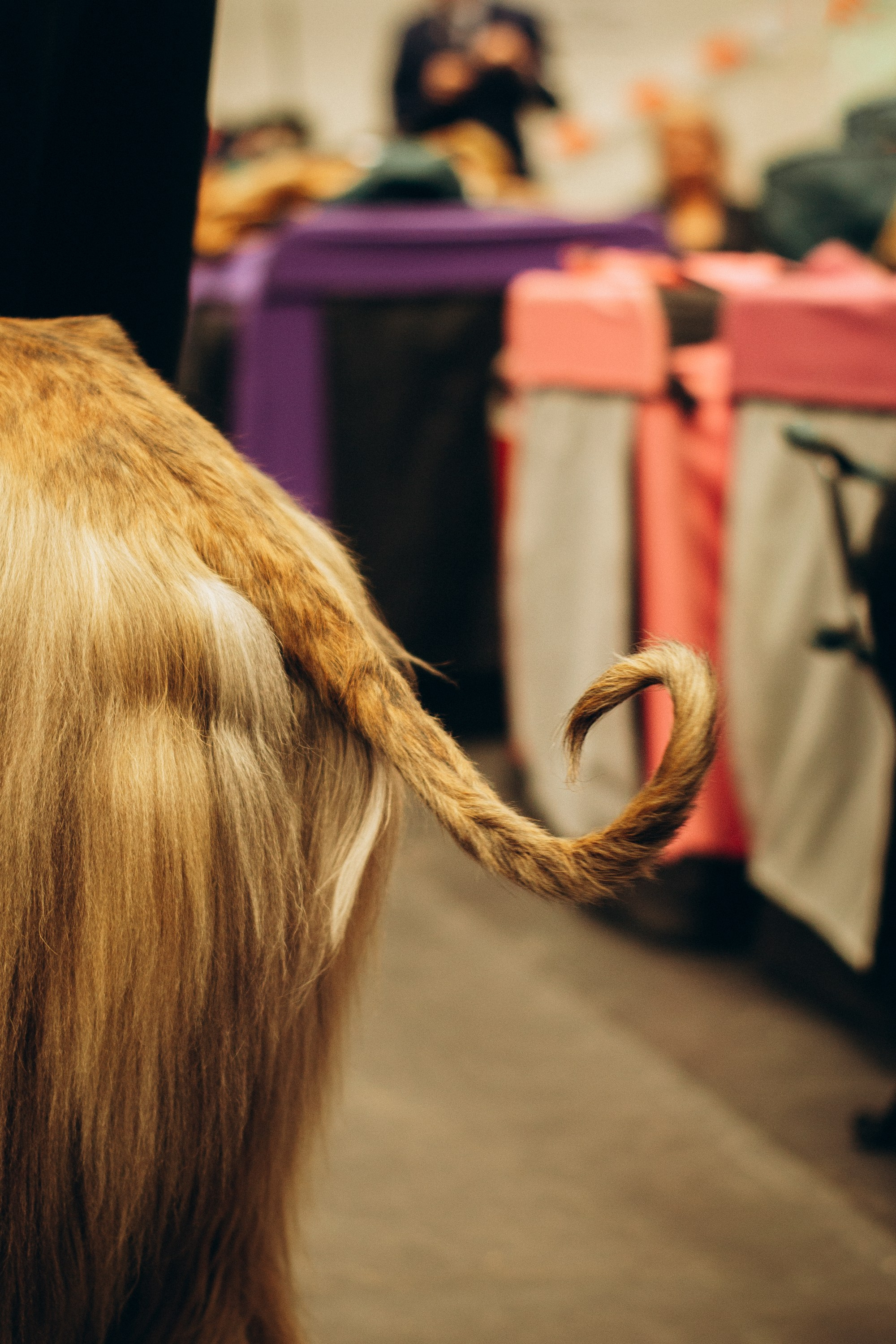 Rakvere Dog Show. Kat Laisaar — Pet photographer in Tallinn