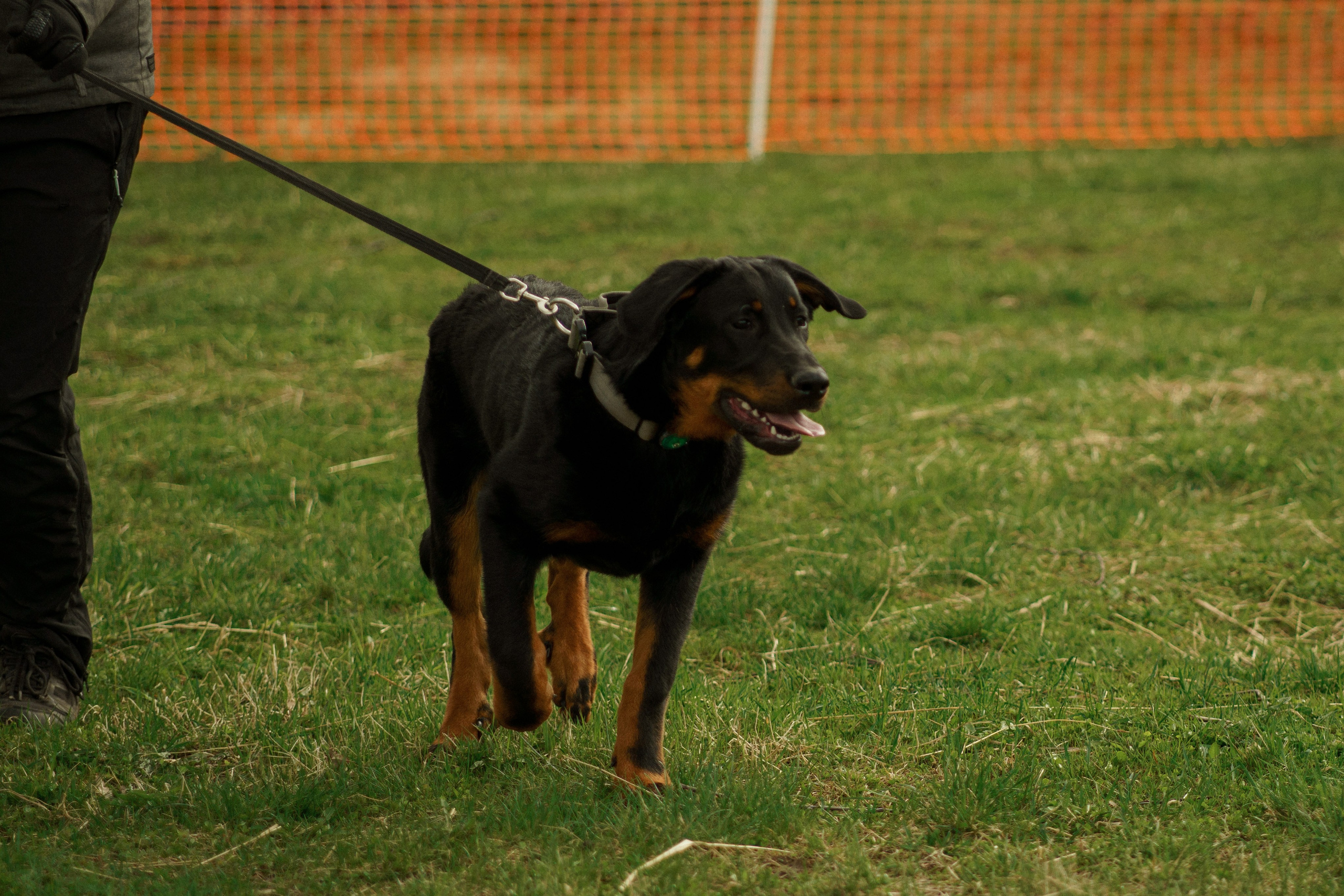 Herding Days, 26 apr. 2025. Kat Laisaar — Pet photographer in Tallinn