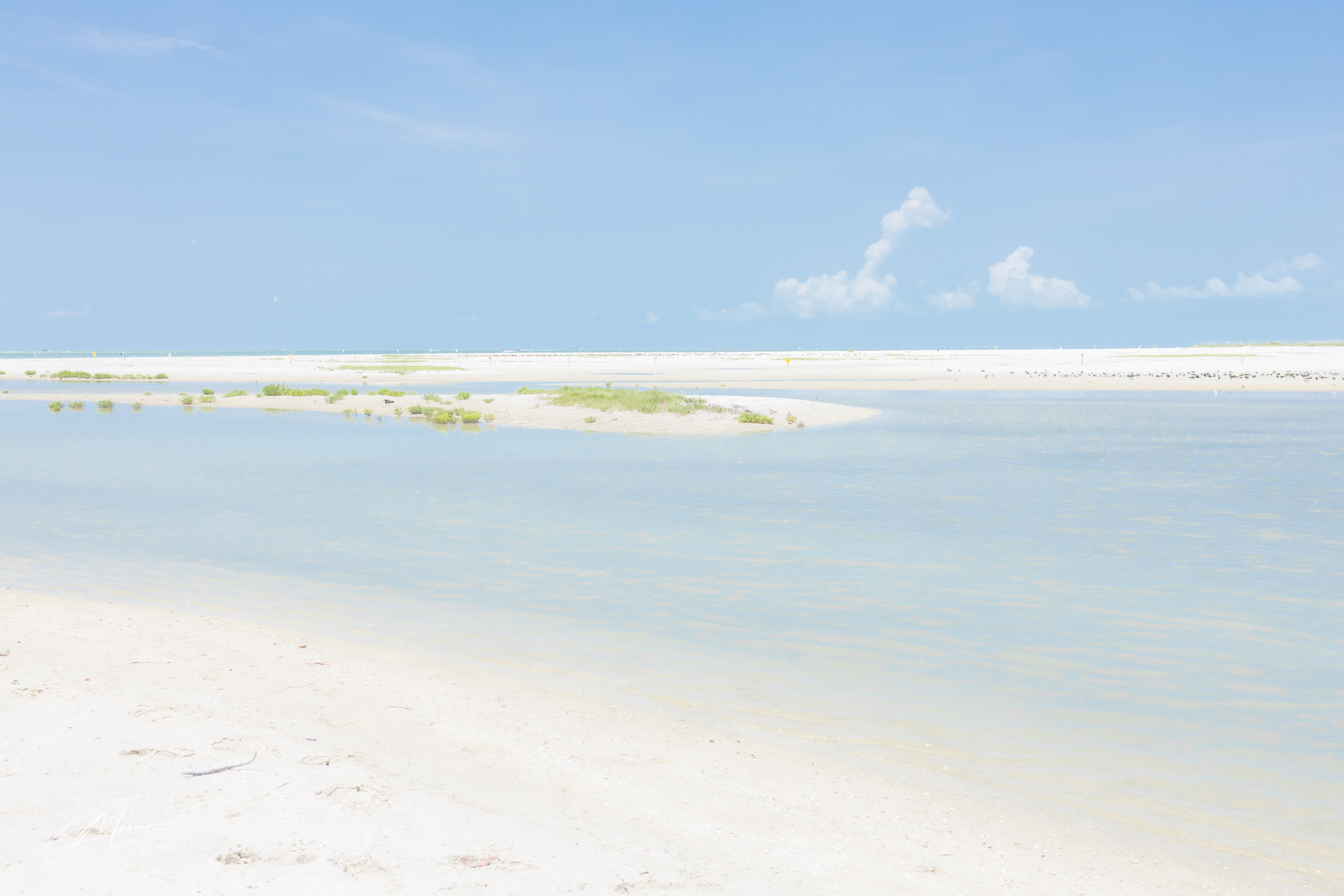 Florida Man — Fort Myers Walkabout. Out and About 239