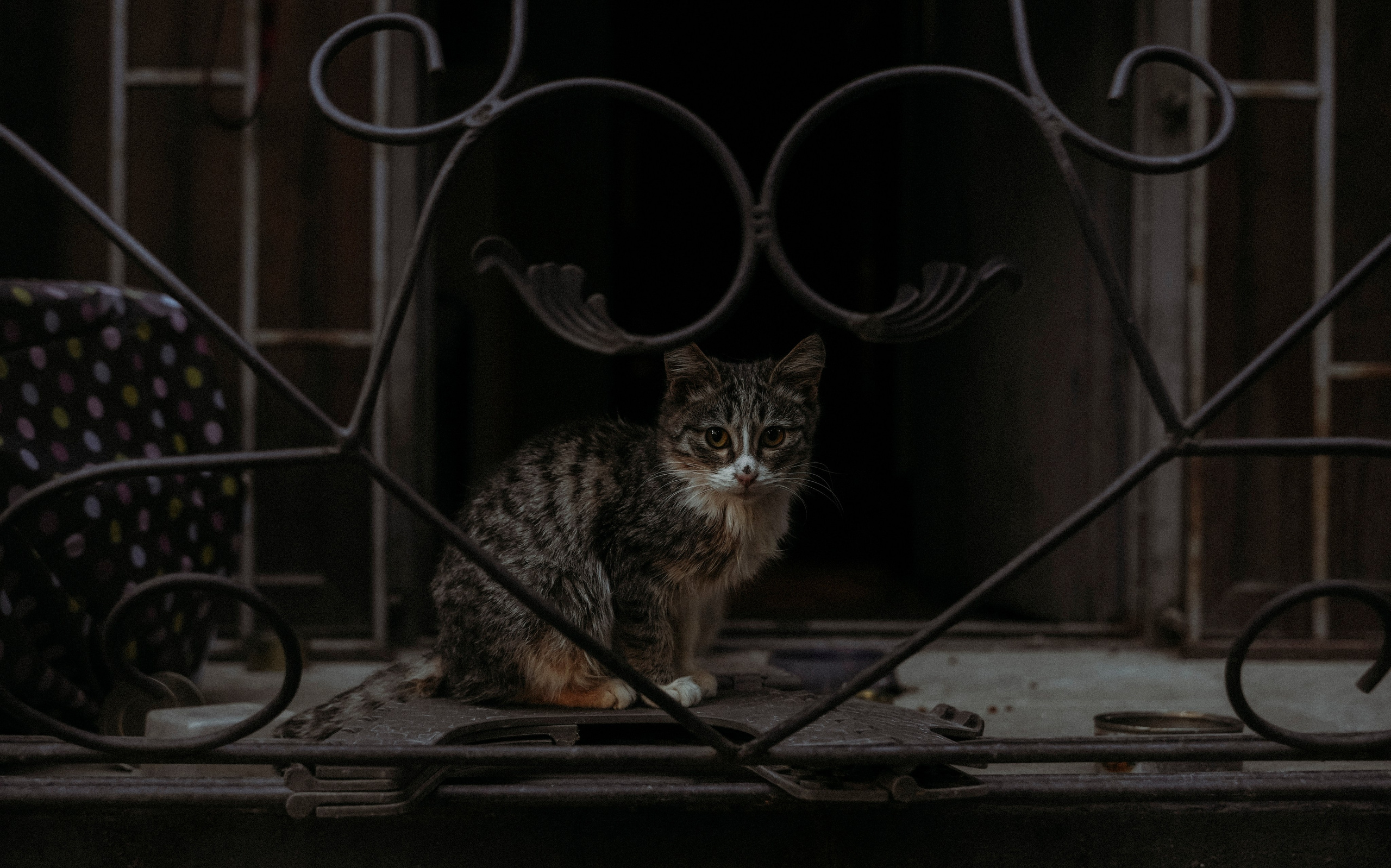 Кот шпедингера. Стрит-фотография, полная абсурда, идиотизма и красоты