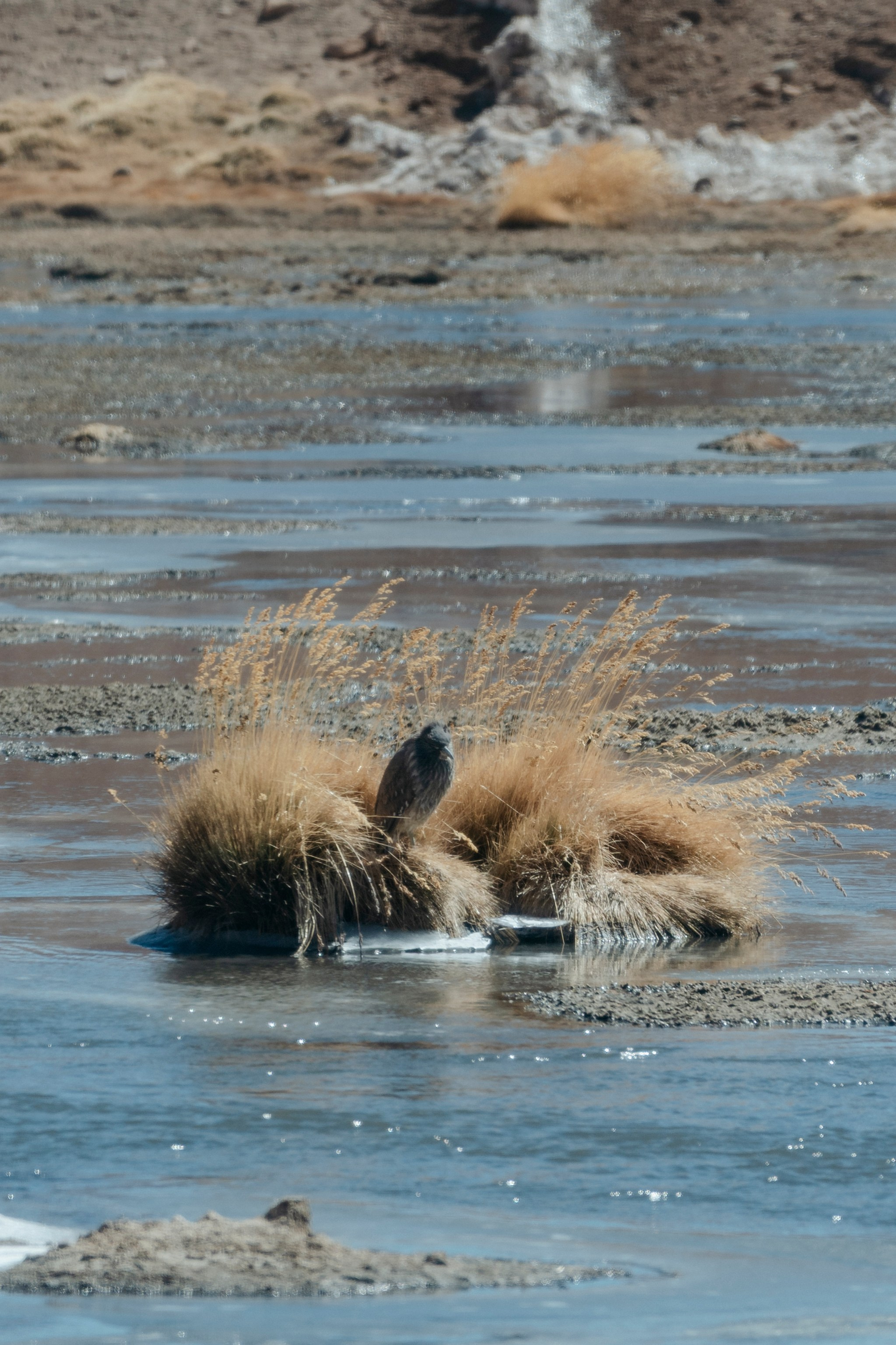 Geyser El Tatio (cobertura en tour privado). Principal