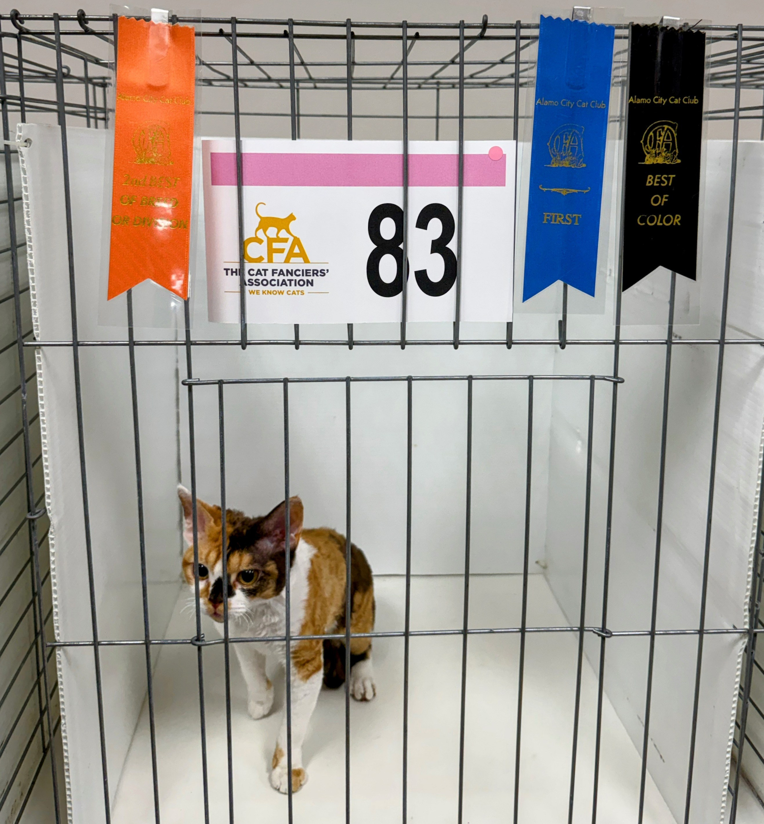 Sepulka,  girl, born on 01.18.25. Devon Rex Pixie Cattery