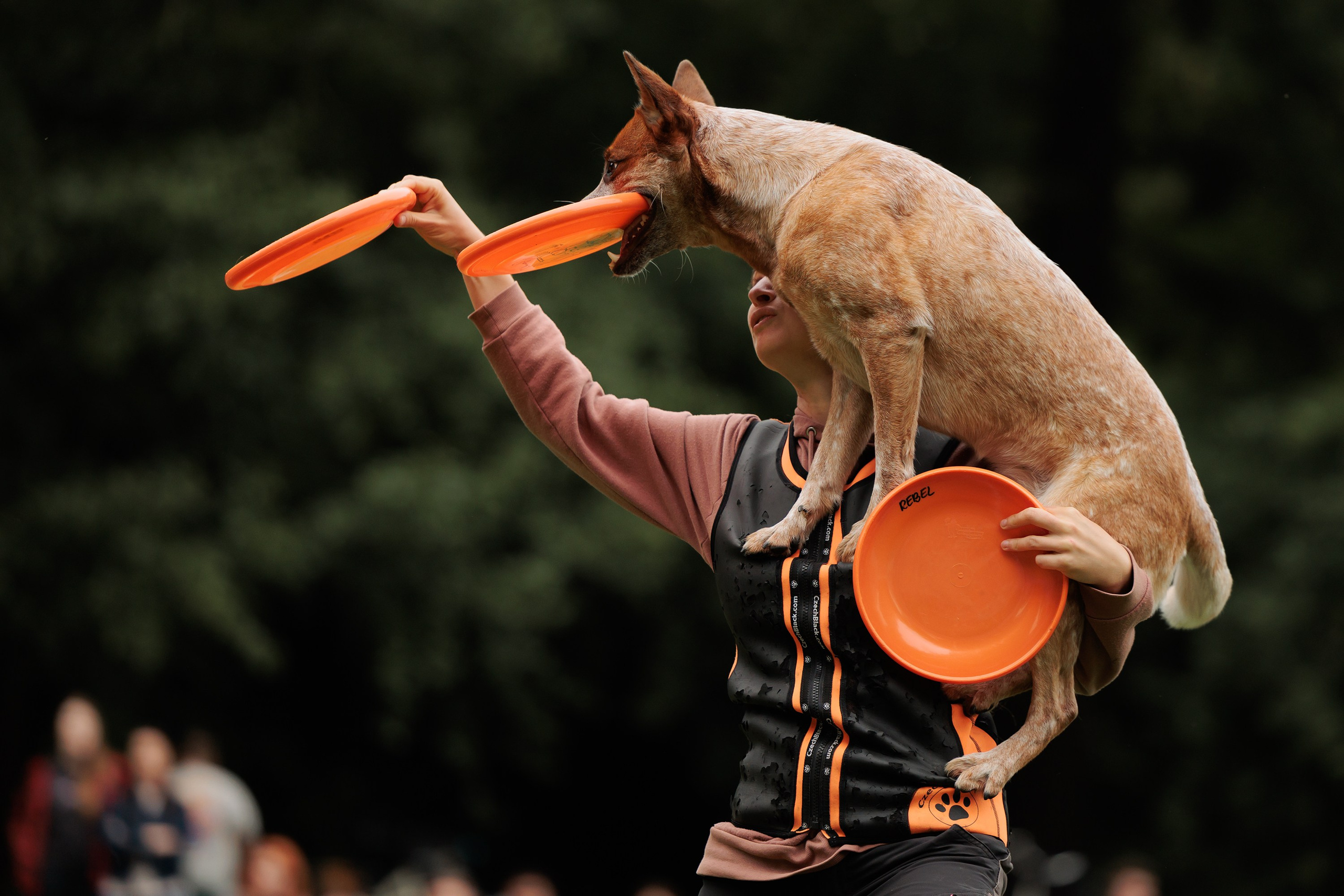 Latające psy, Wrocław'25. Kaja | fotograf psów we Wrocławiu