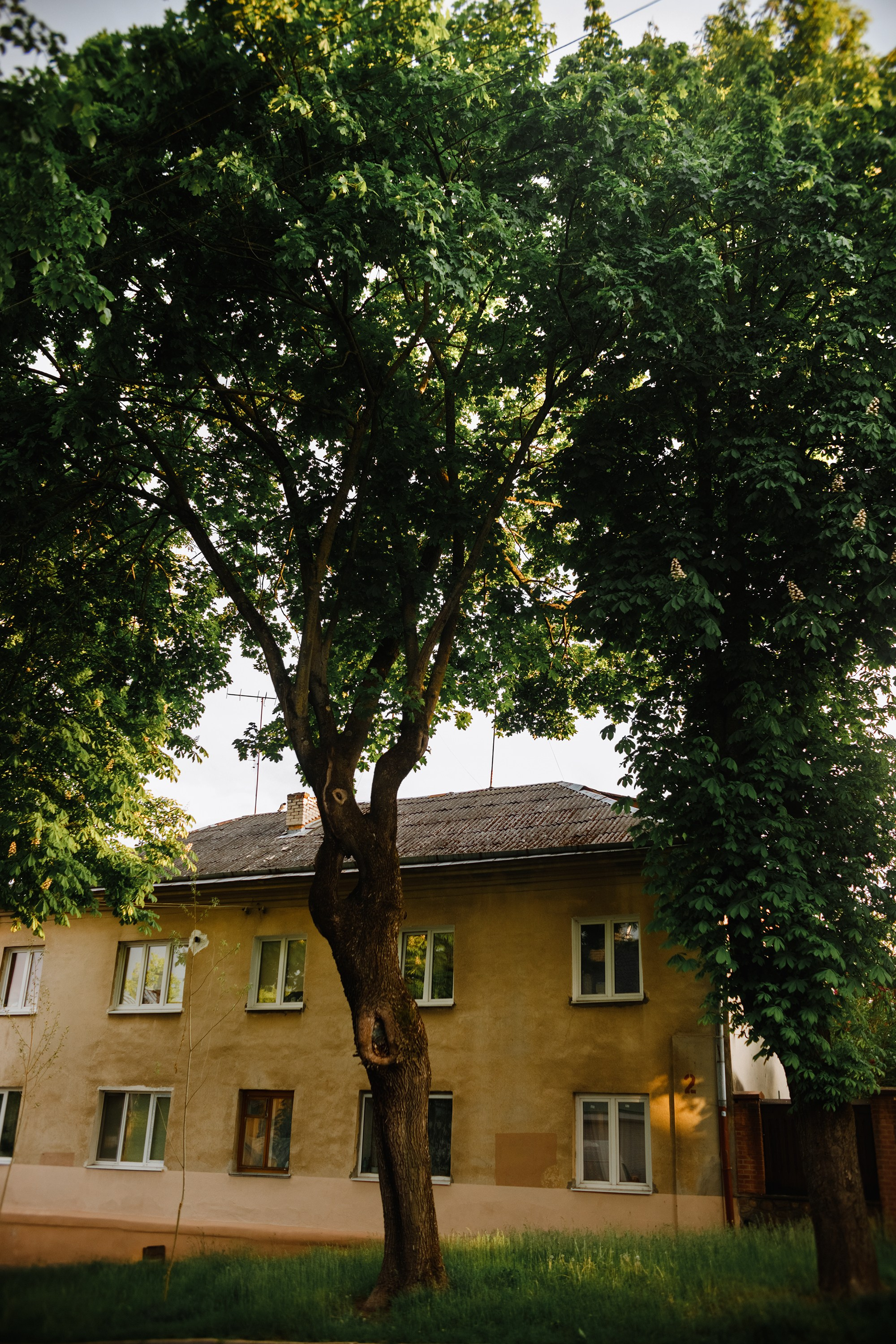 Grodno. Kaja | fotograf we Wrocławiu | ludzie i psy