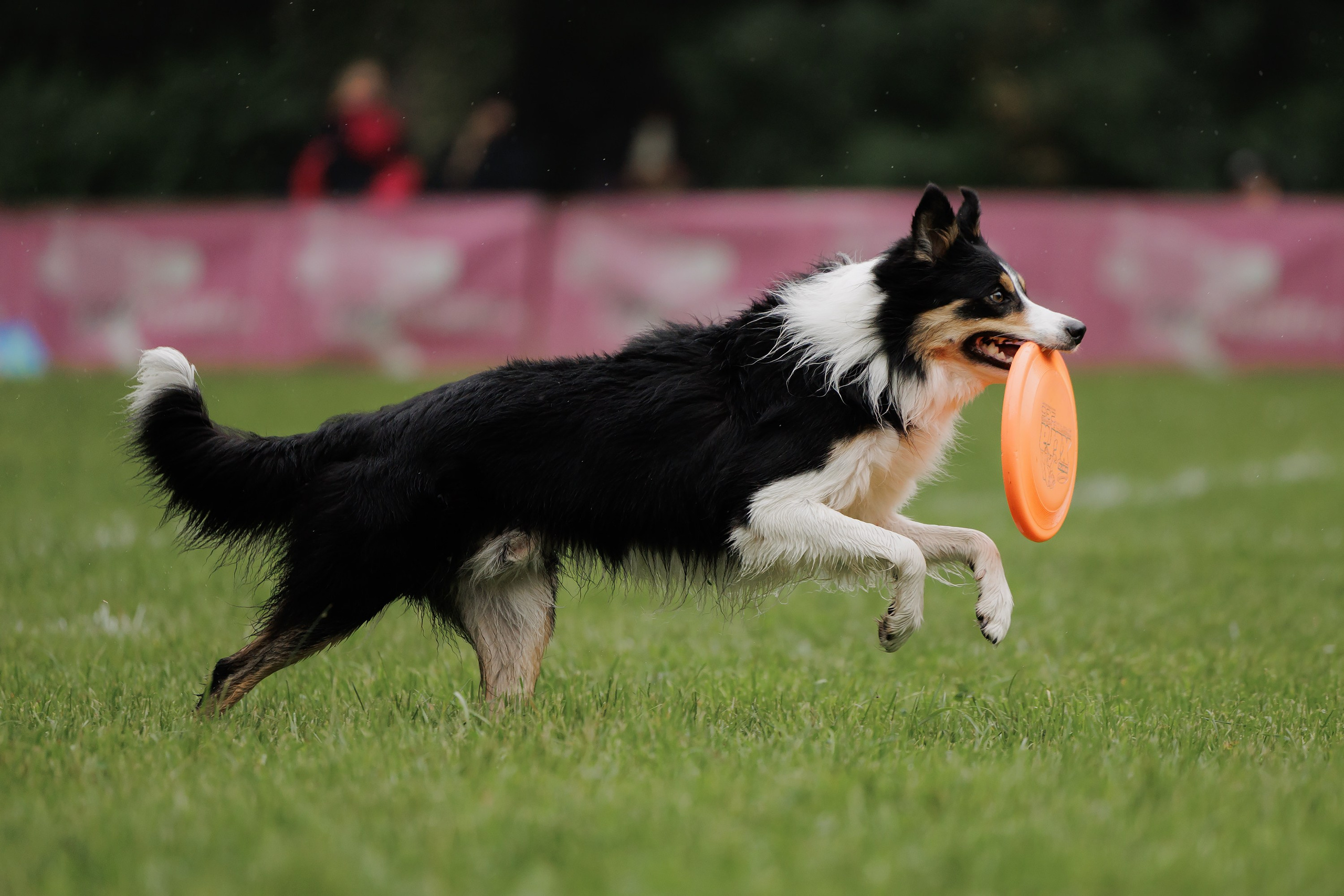 Latające psy, Wrocław'25. Kaja | fotograf psów we Wrocławiu