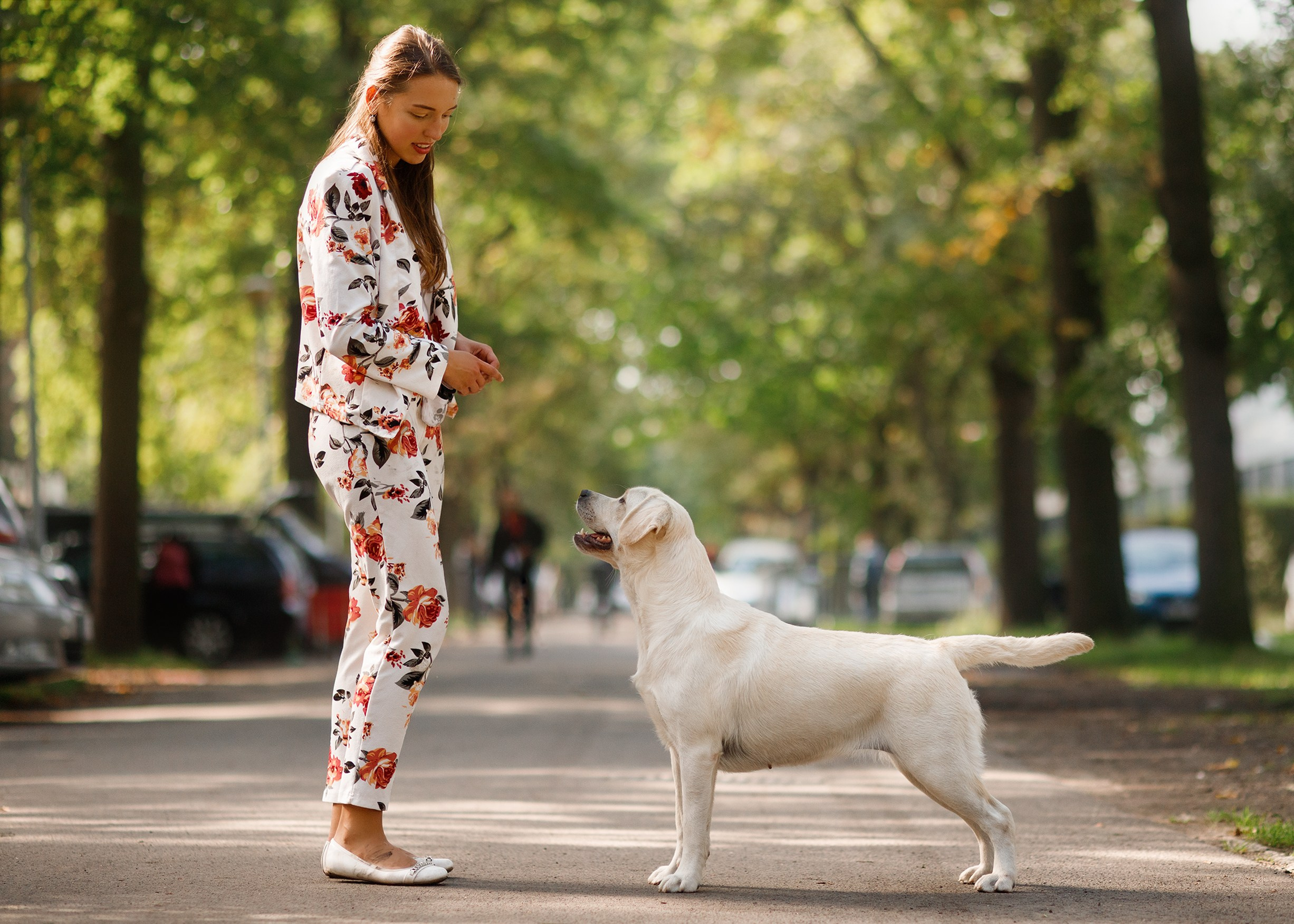Dog shows | the best ones. Kaja | fotograf psów we Wrocławiu