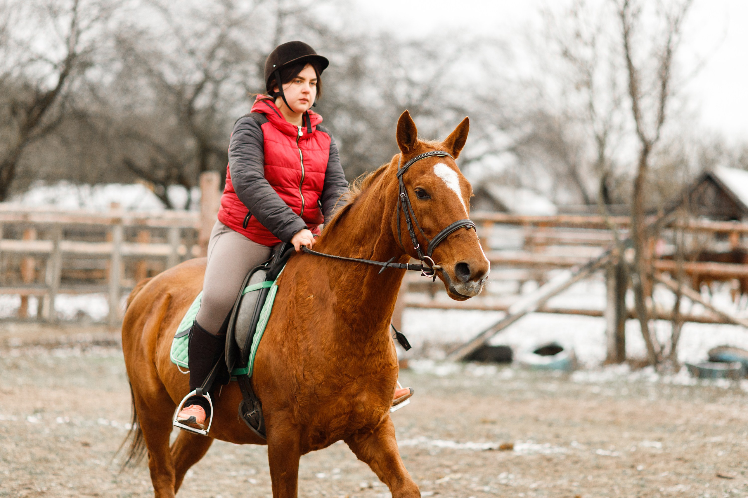 Winter stable. Kaja | fotograf psów we Wrocławiu