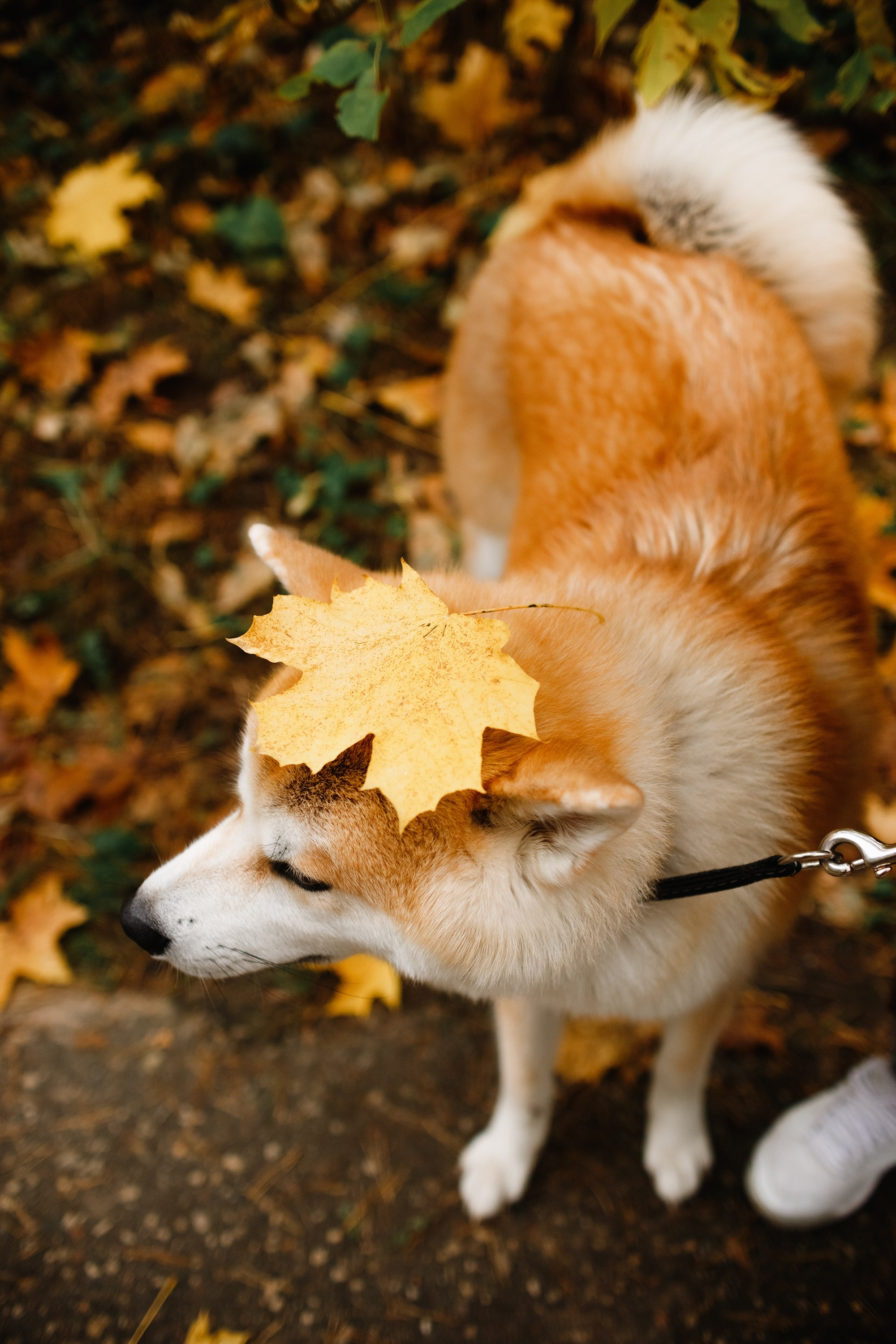 Maria & Kenji. Kaja | fotograf we Wrocławiu | ludzie i psy