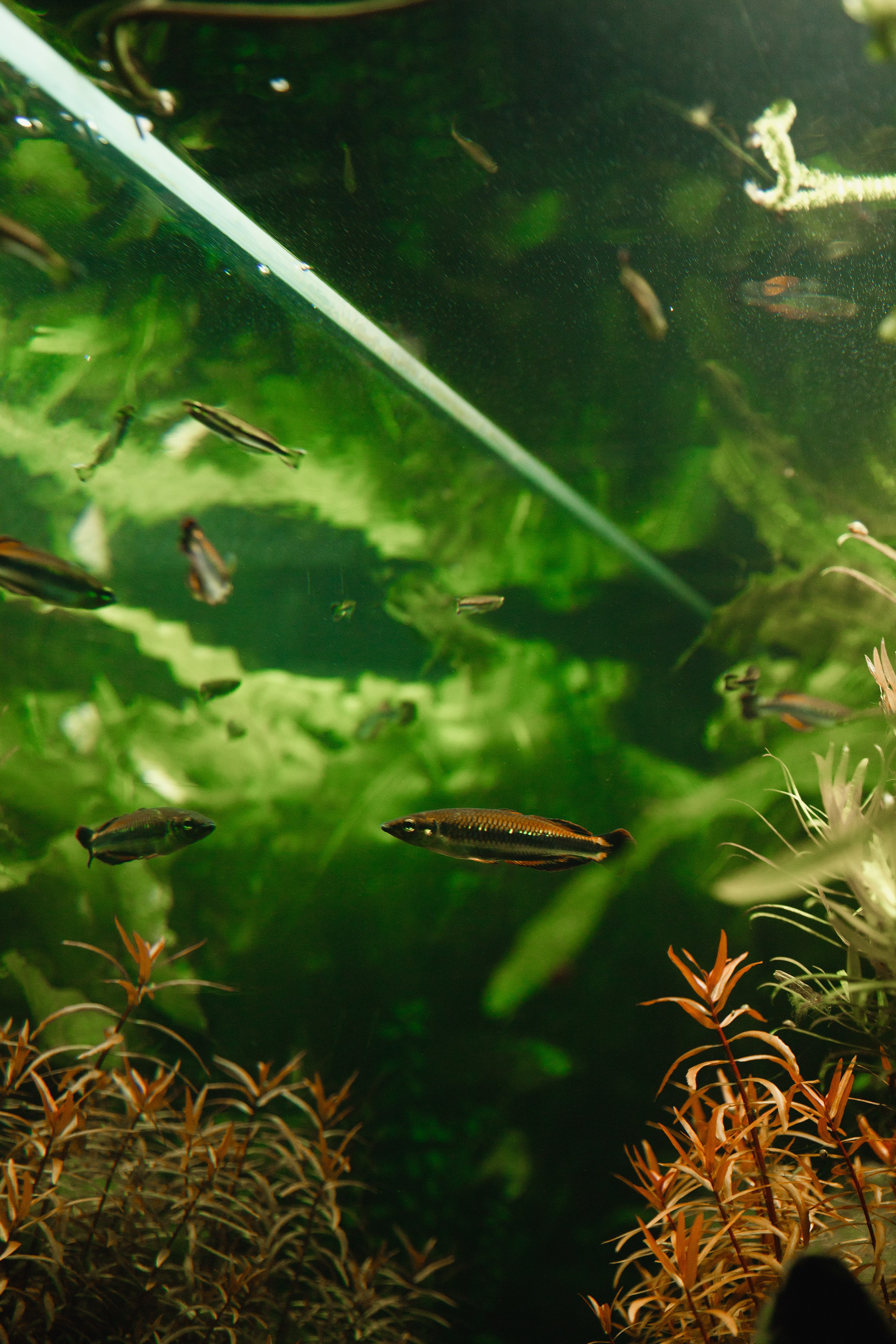 Botanical garden in Wroclaw. Kaja | fotograf we Wrocławiu | ludzie i psy