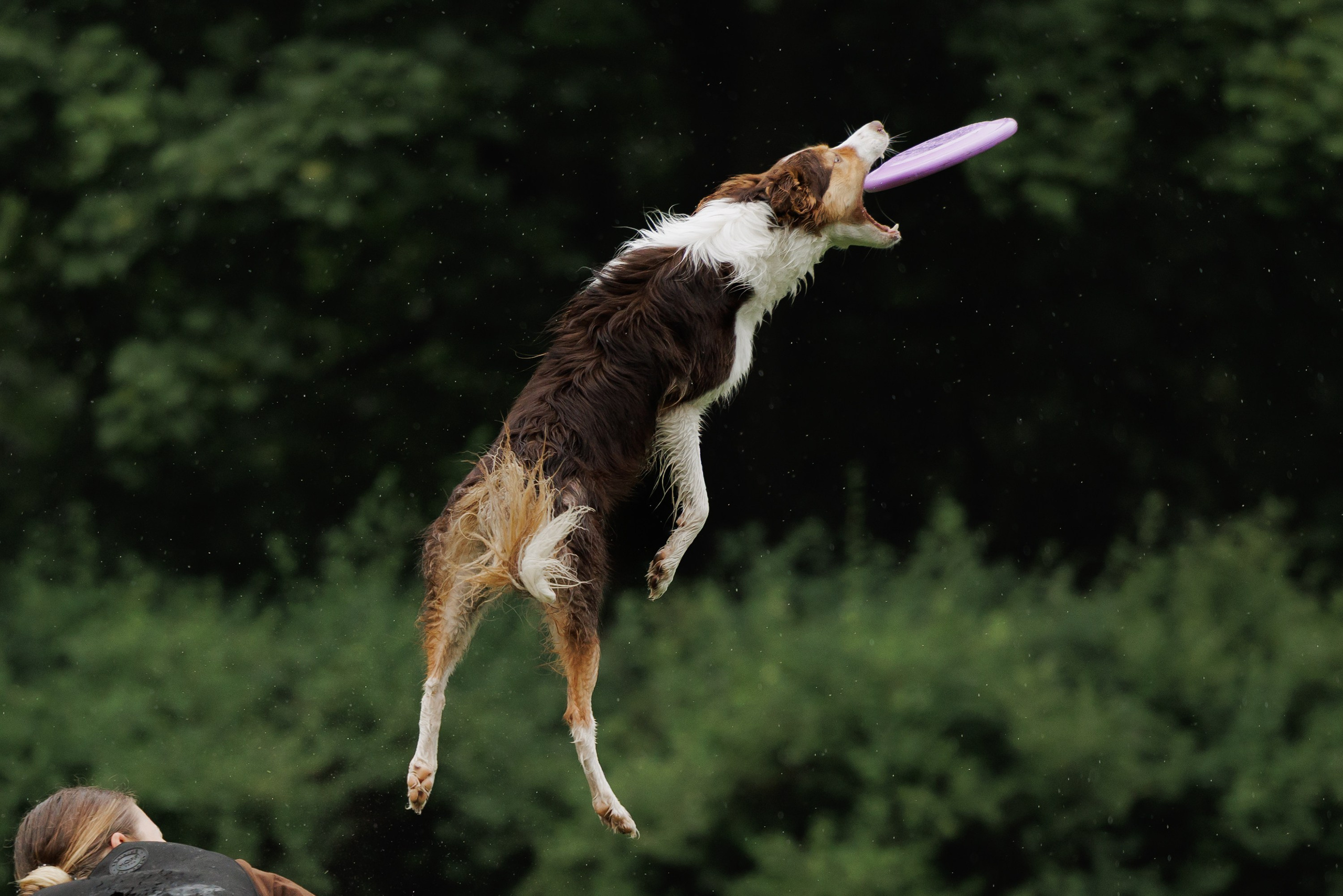 Latające psy, Wrocław'25. Kaja | fotograf psów we Wrocławiu