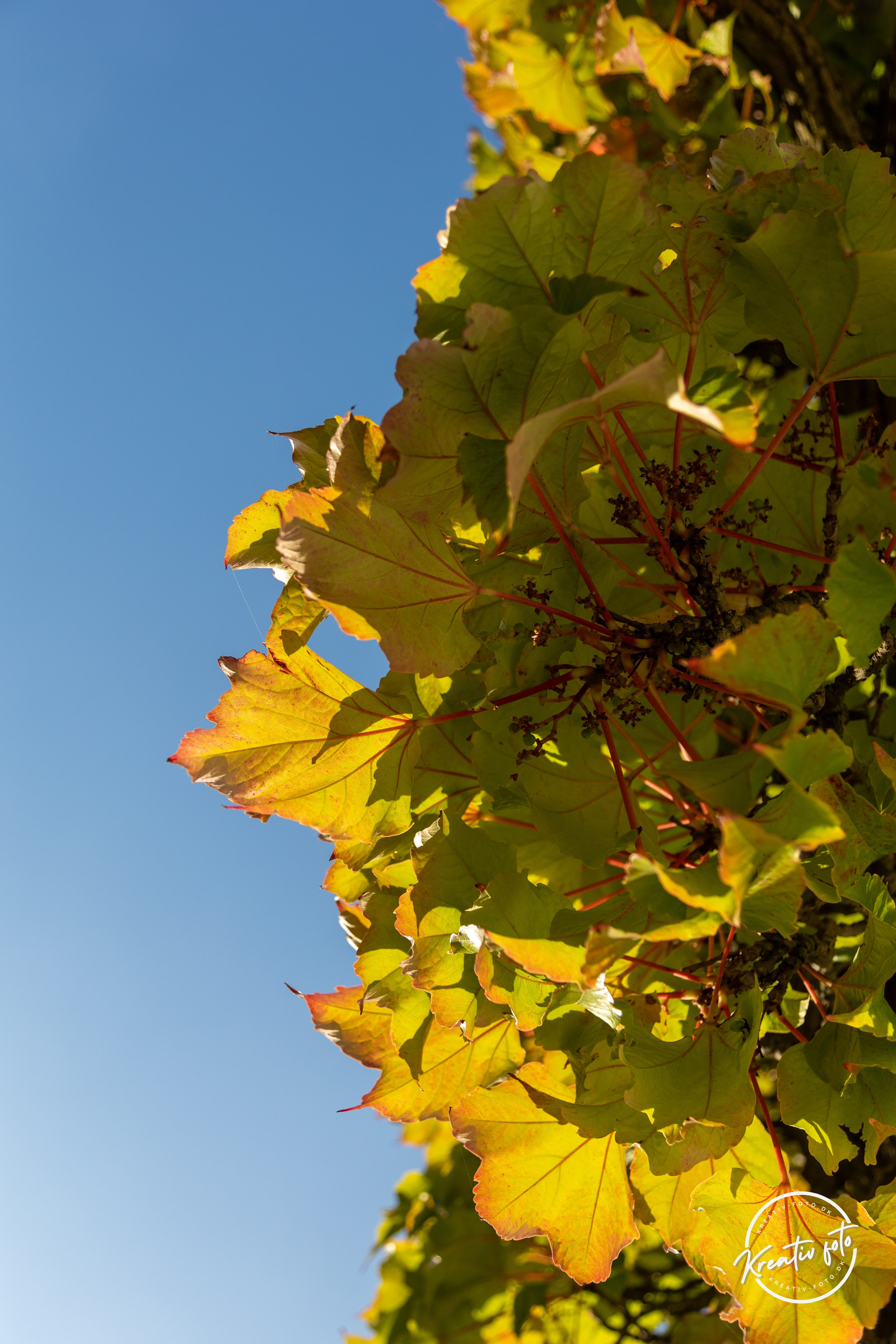 Sommer. Fotograf Aarhus | Portrætfoto Århus | Flotte billeder
