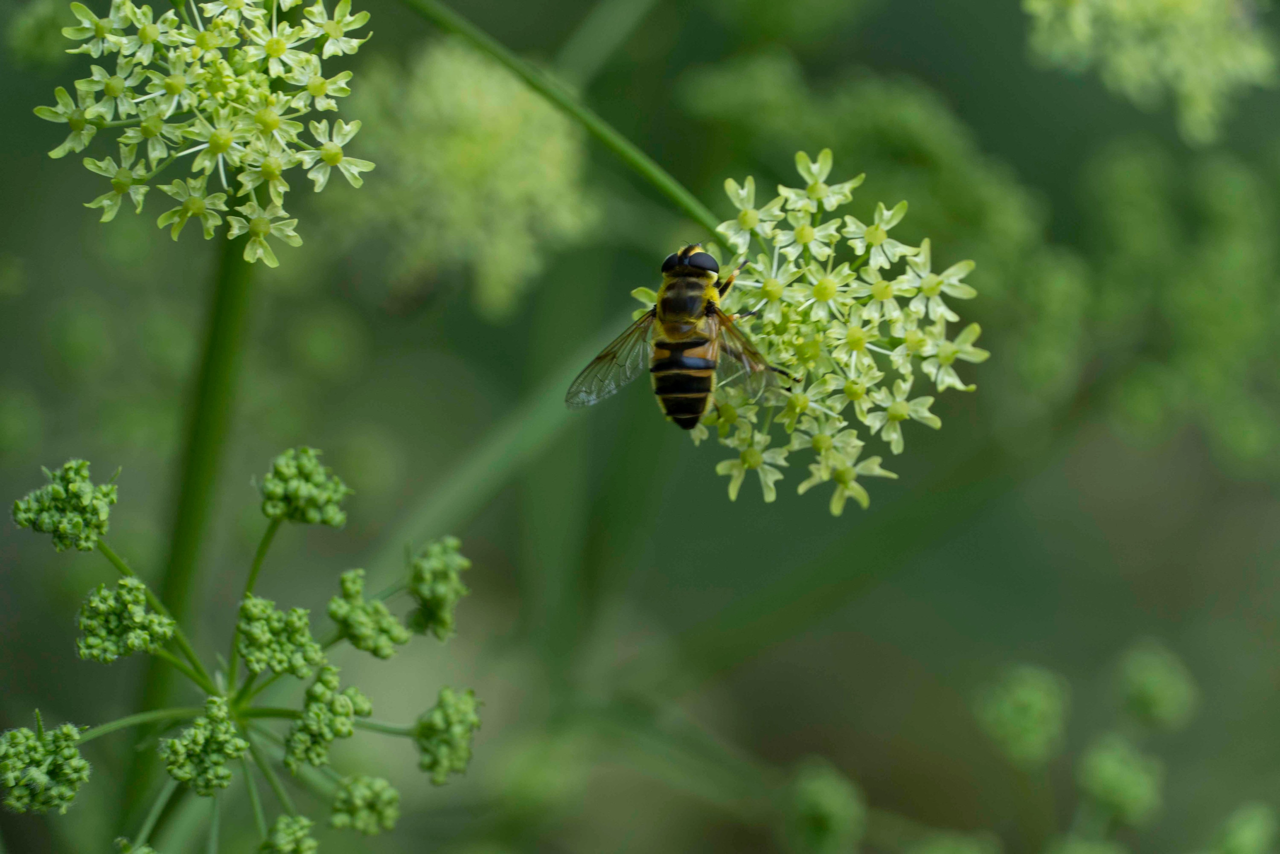 Wildlife Photography Programme (British Council x MOC). Melikov Amir, Uzbekistan based photographer