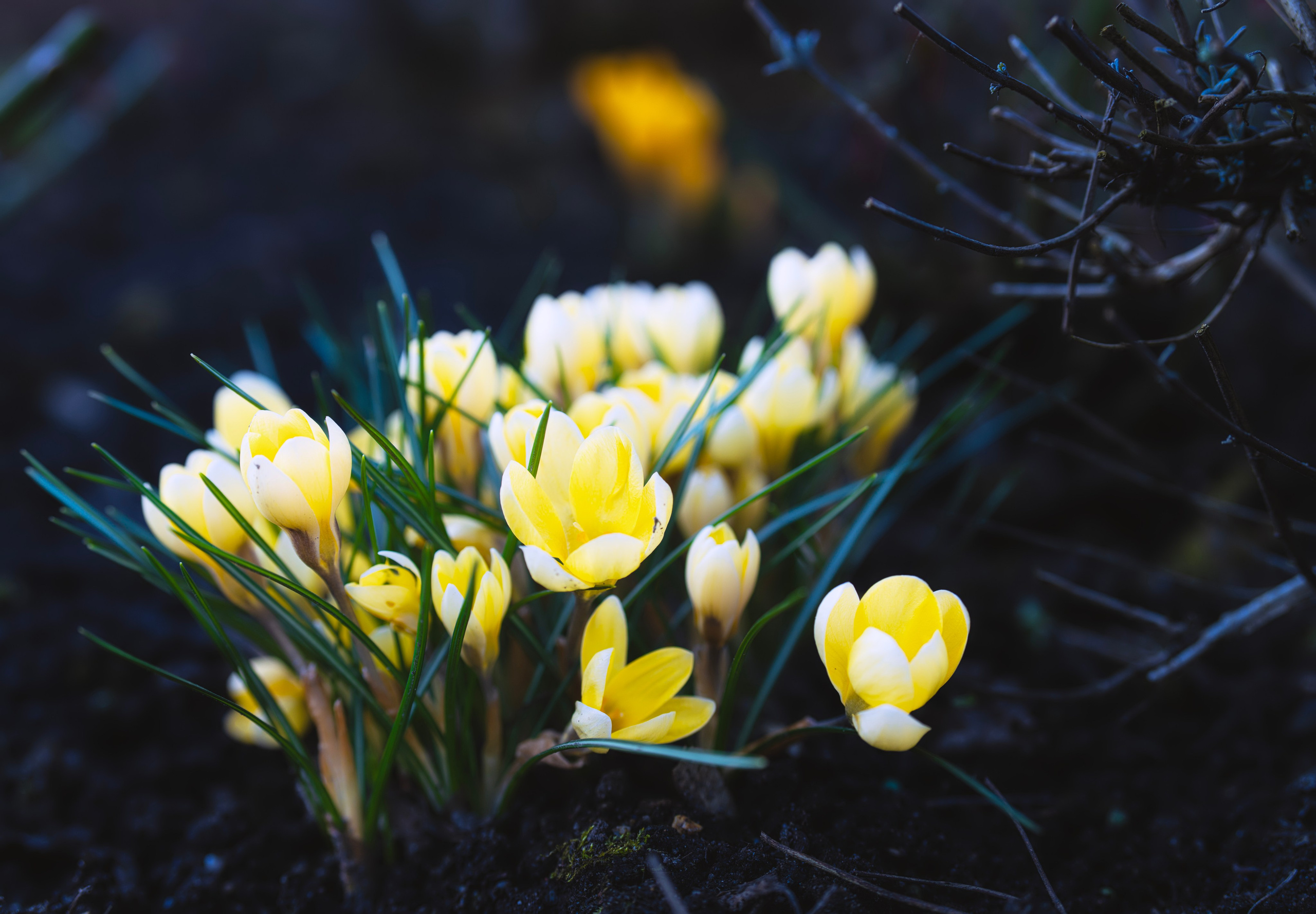Blumen. LUKIN IGOR Photography