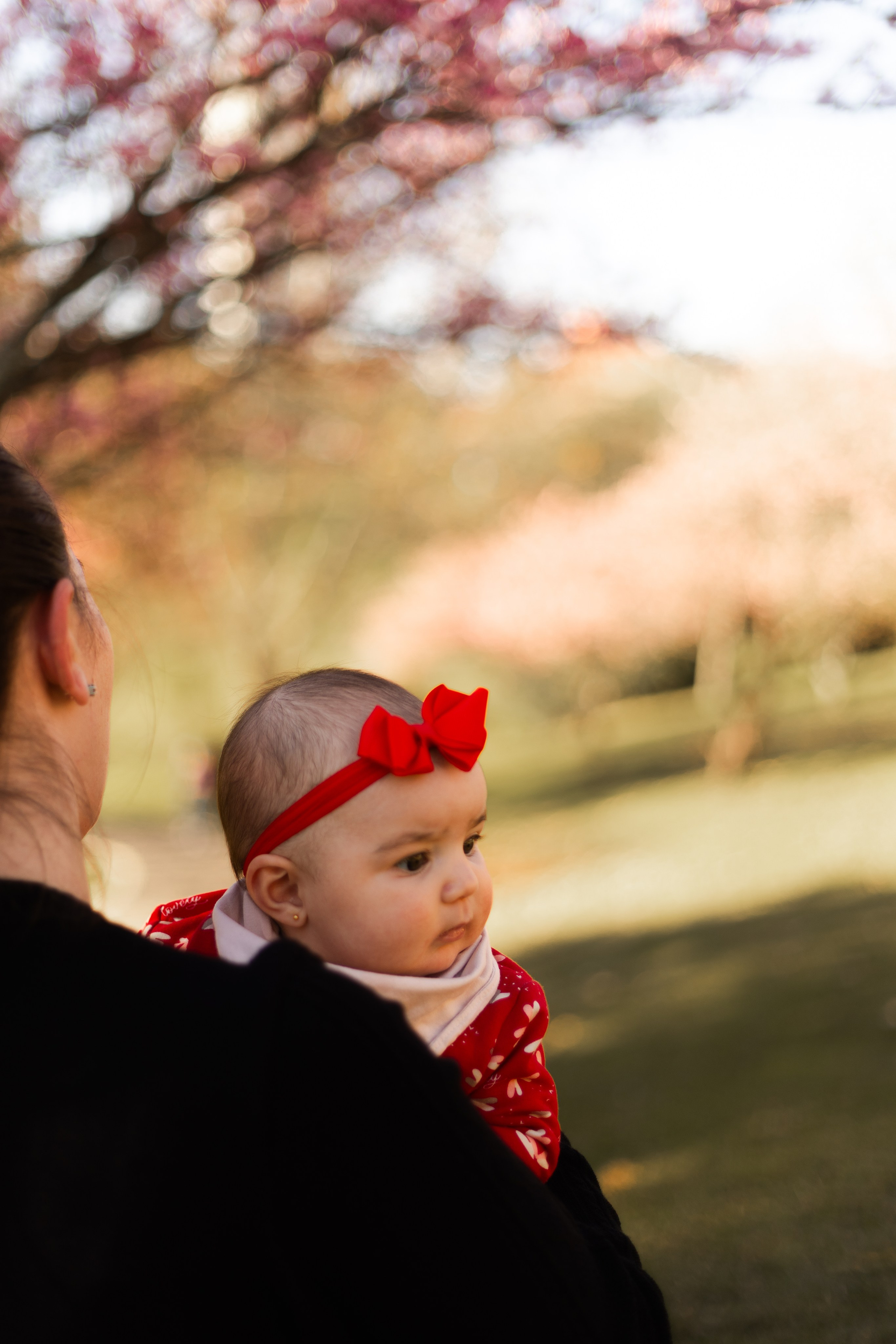 Minha familia nas cerejeiras