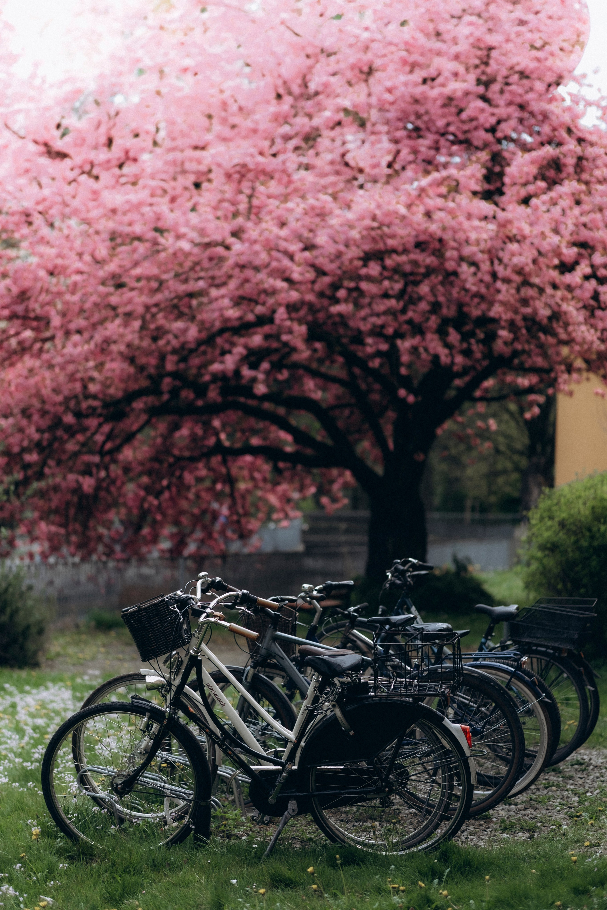 Kirill, Inga & Lea in spring bloom. Фотографы Минск и мир