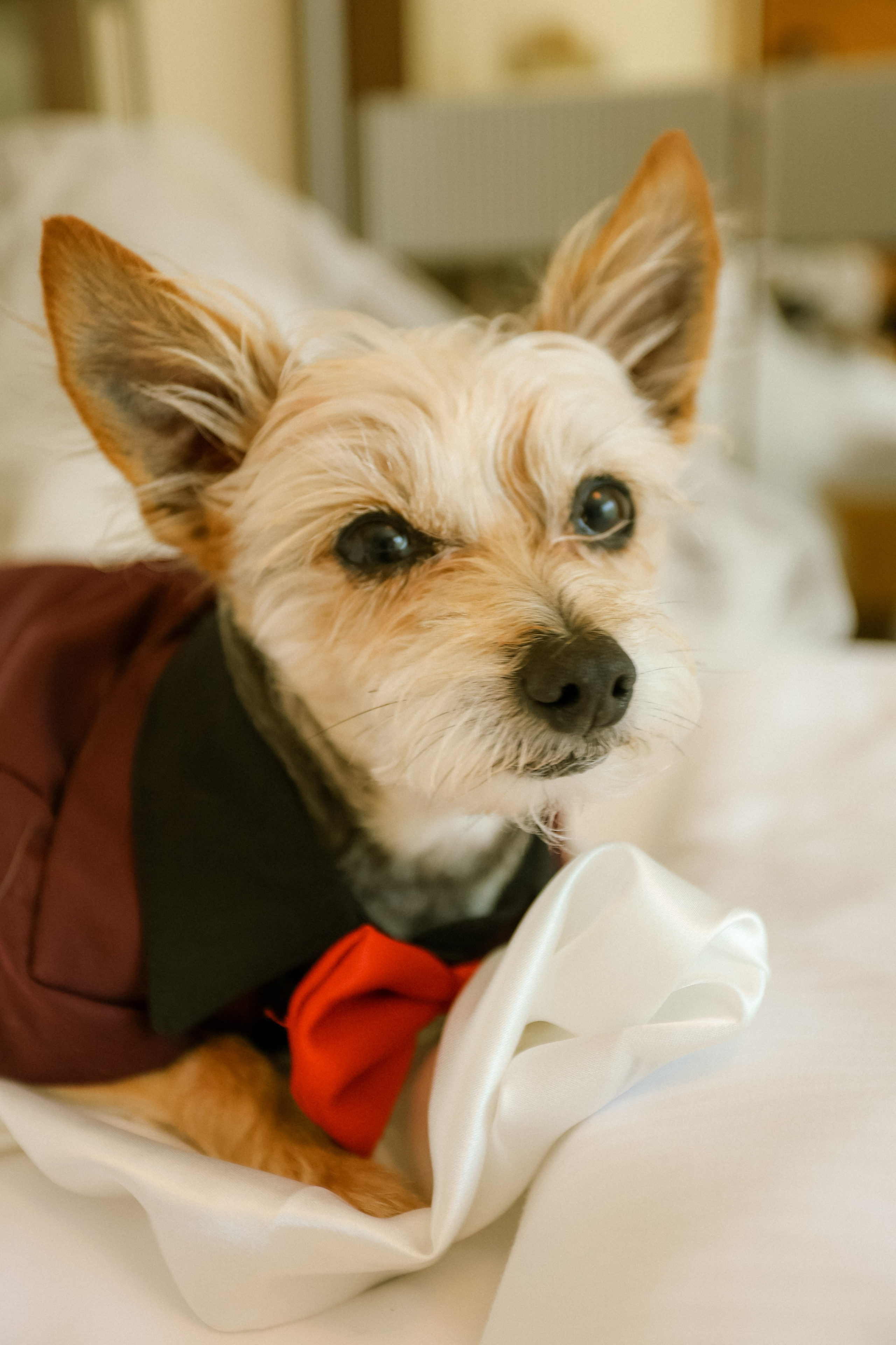 Mojan & Dylan. Свадебный, семейный и детский фотограф в Беларуси и за ее пределами