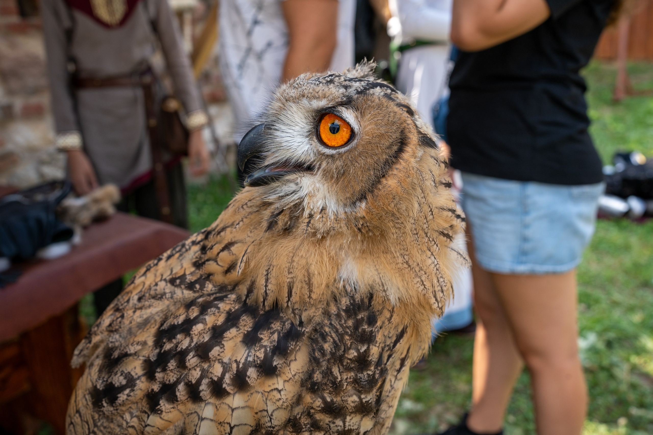 Sibinjanin Janko / Janjoš Hunjadi Fest 21.07.2024. Concert and Event photographer in Belgrade, Serbia