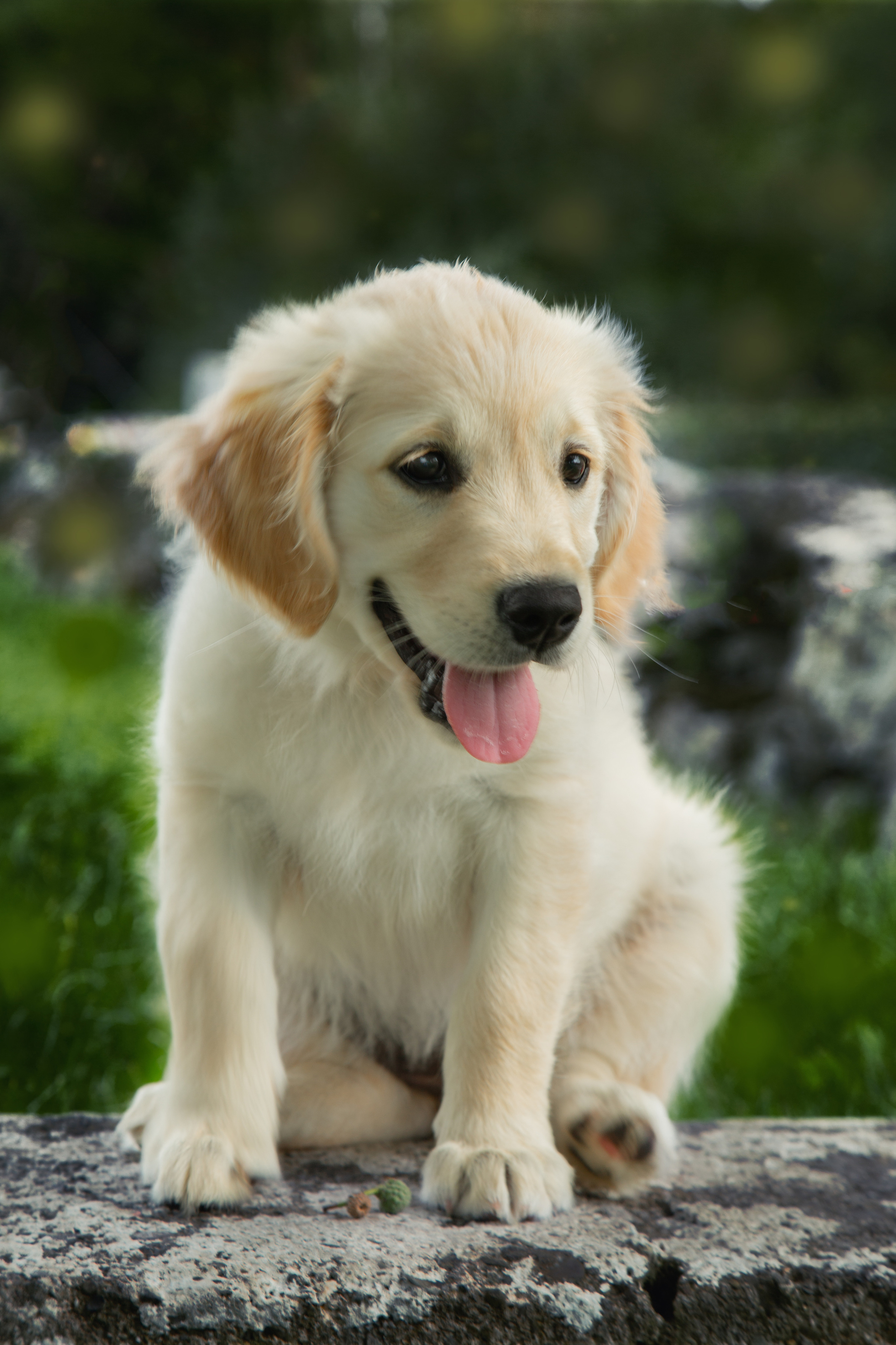 Pets. Communion, Weddings, Fashion, Portrait photographer in Ireland