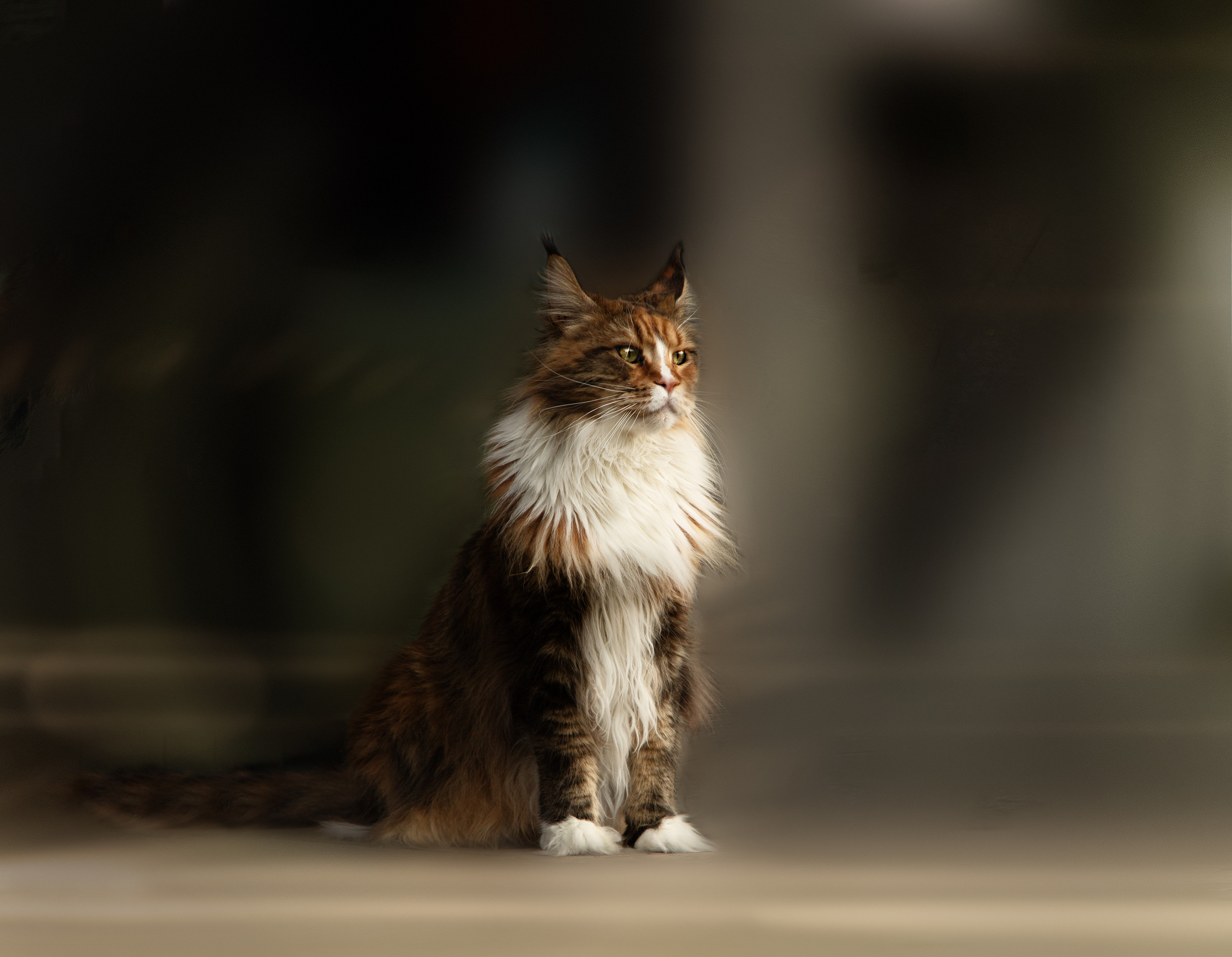 Pets. Communion, Weddings, Fashion, Portrait photographer in Ireland