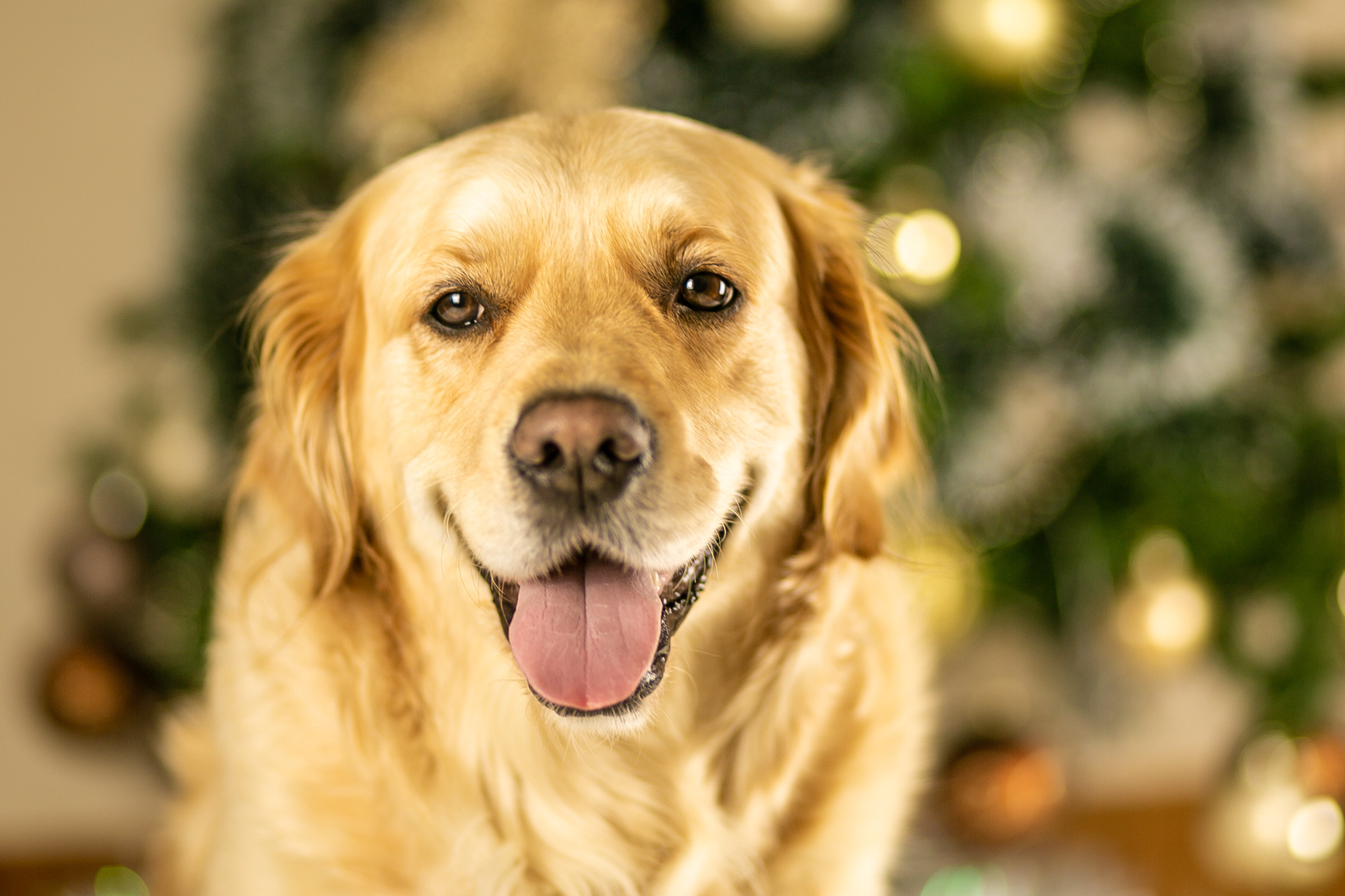 Pet Photography. Communion, Weddings, Fashion, Portrait photographer in Ireland