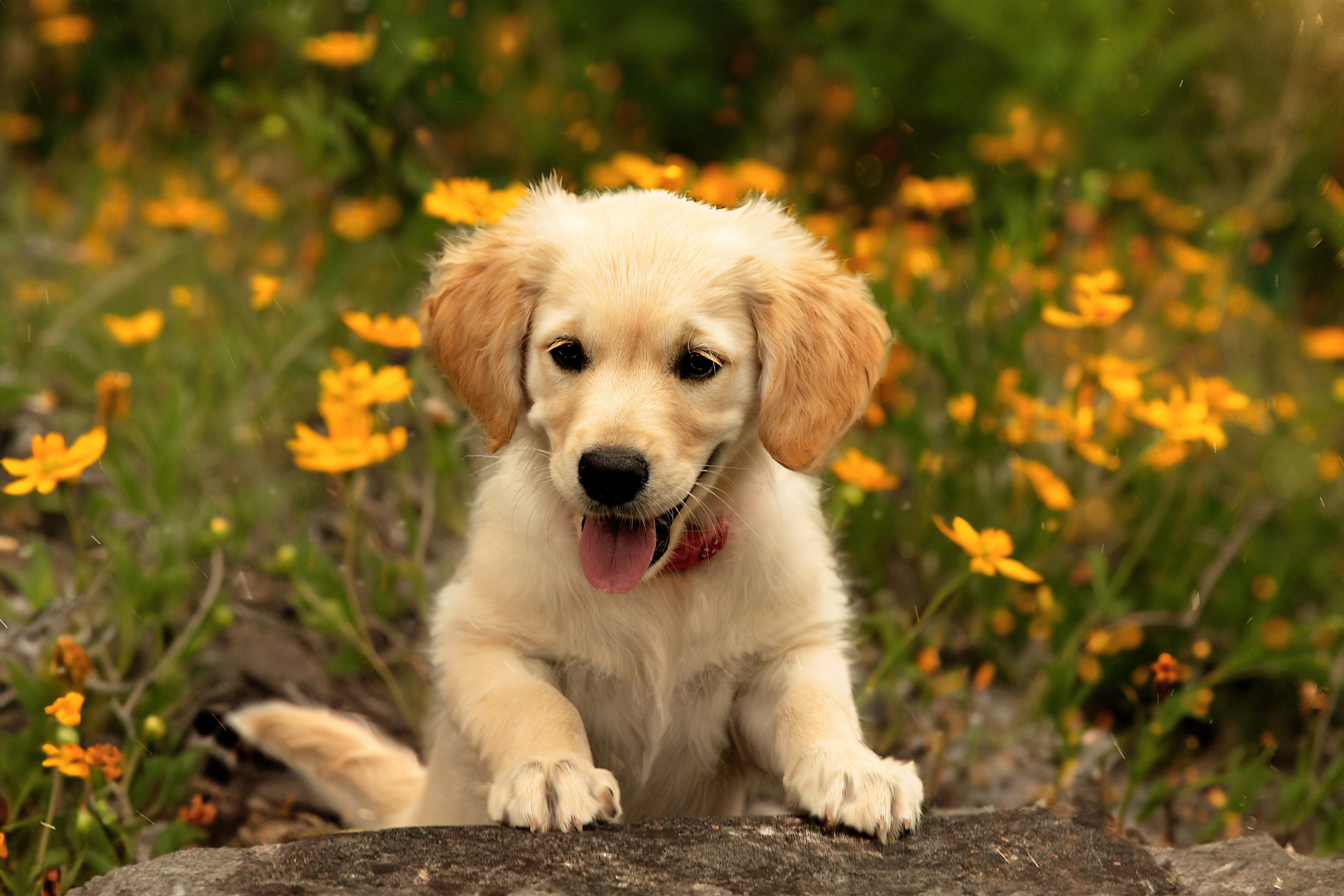 Pets. Communion, Weddings, Fashion, Portrait photographer in Ireland