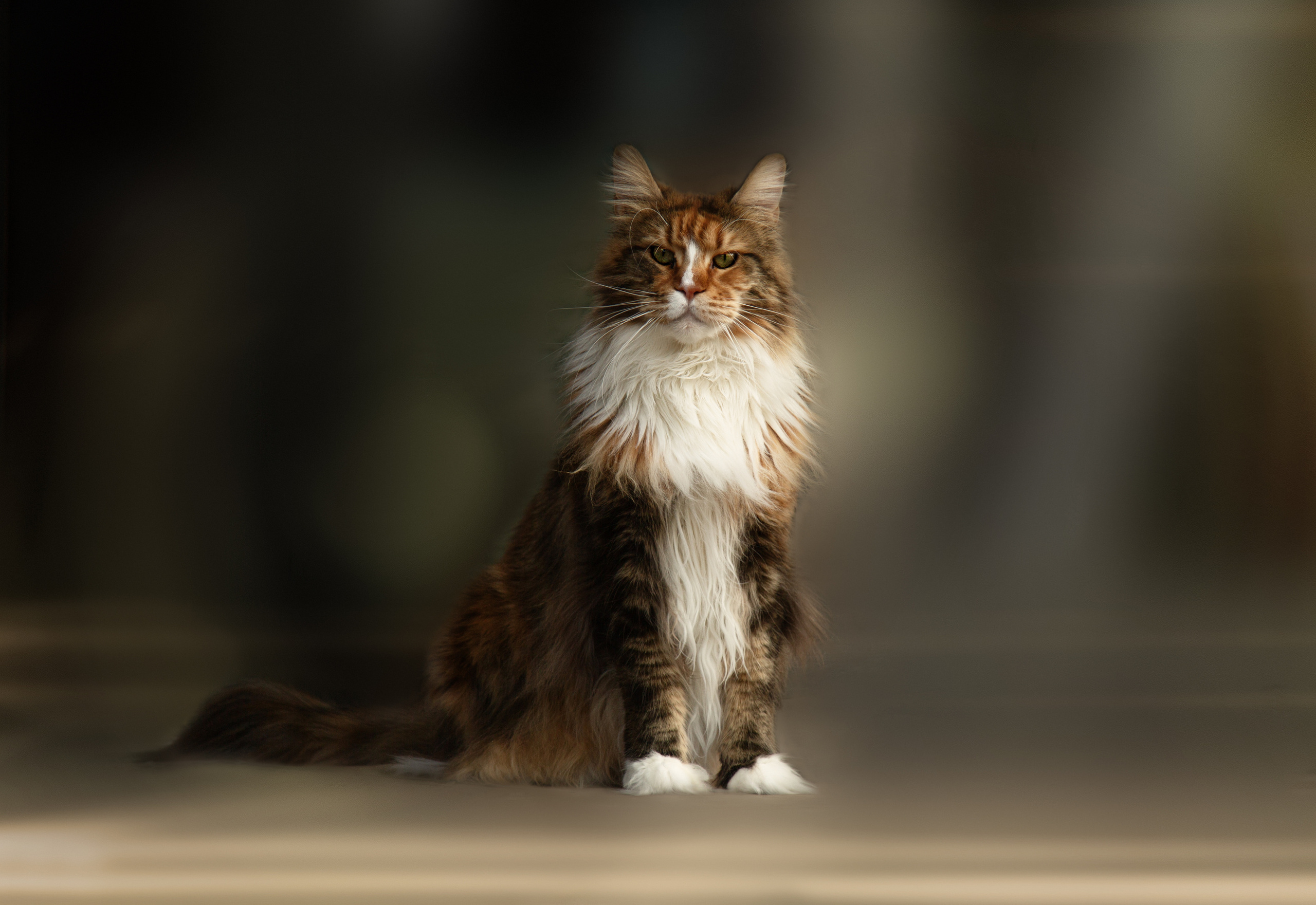 Pets. Communion, Weddings, Fashion, Portrait photographer in Ireland