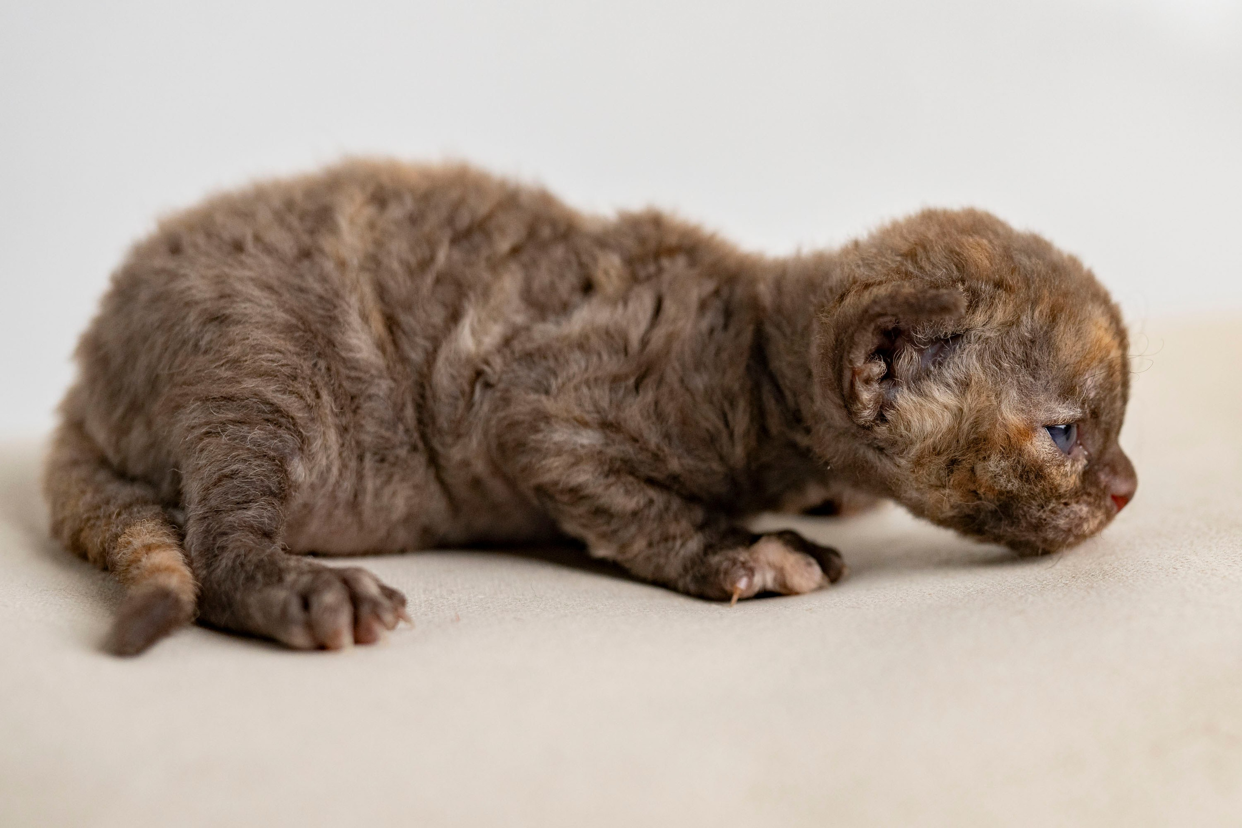Kittens 11.23.23. Devon Rex Pixie Cattery