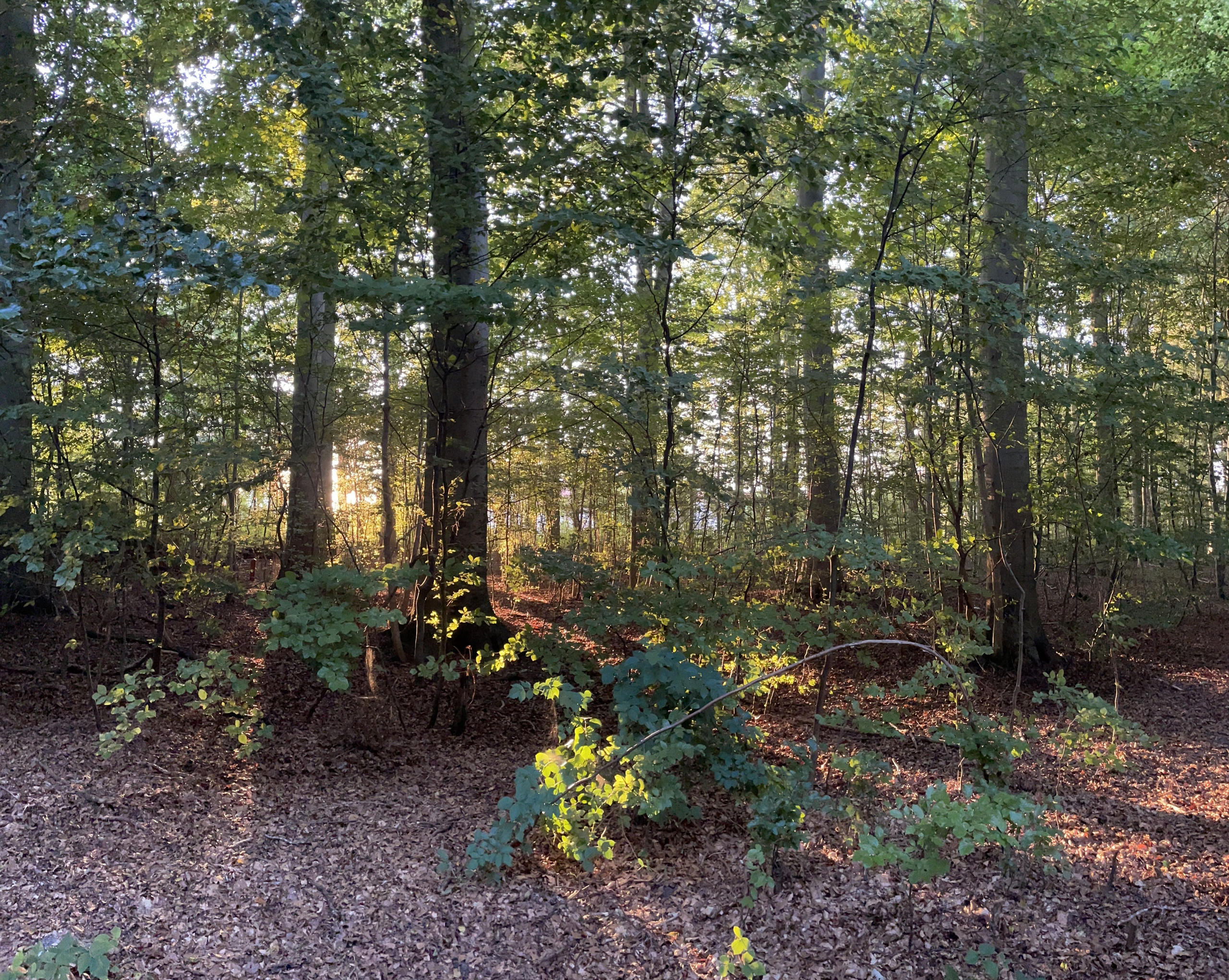 Sommer. Fotograf Aarhus | Portrætfoto Århus | Flotte billeder