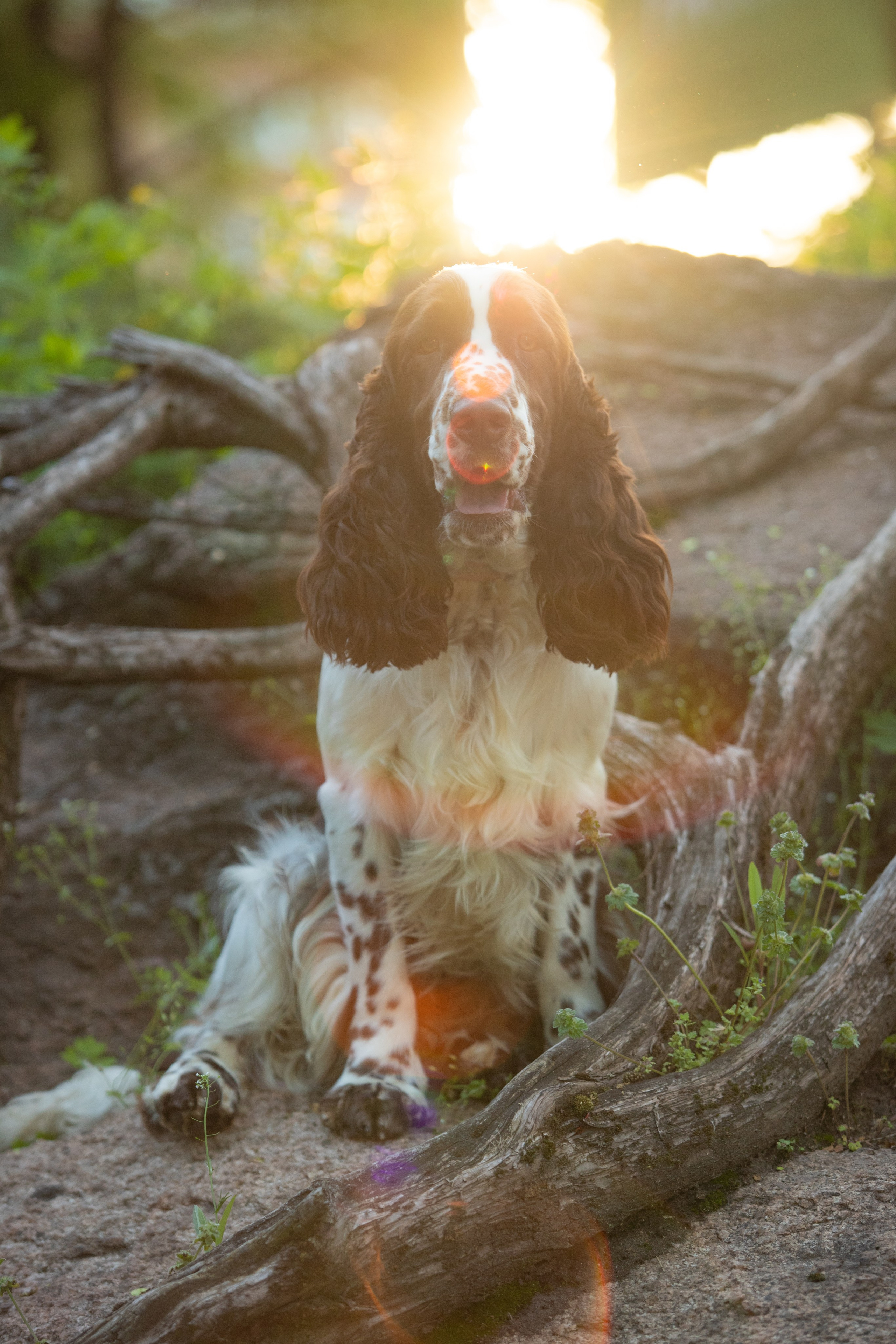 English Springer Spaniel male show stance conformation