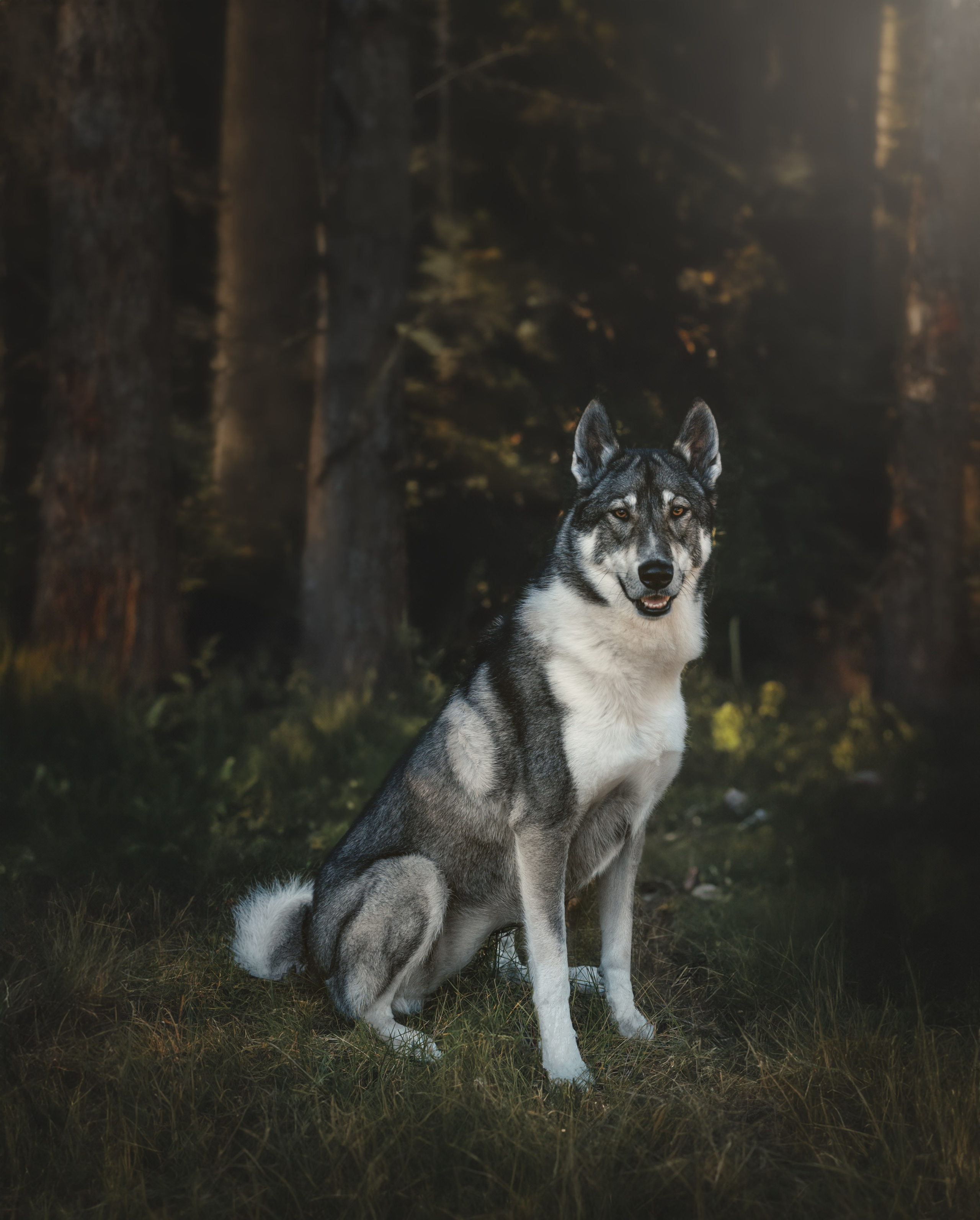 Pet Photographer Viktoriya Aleshenko