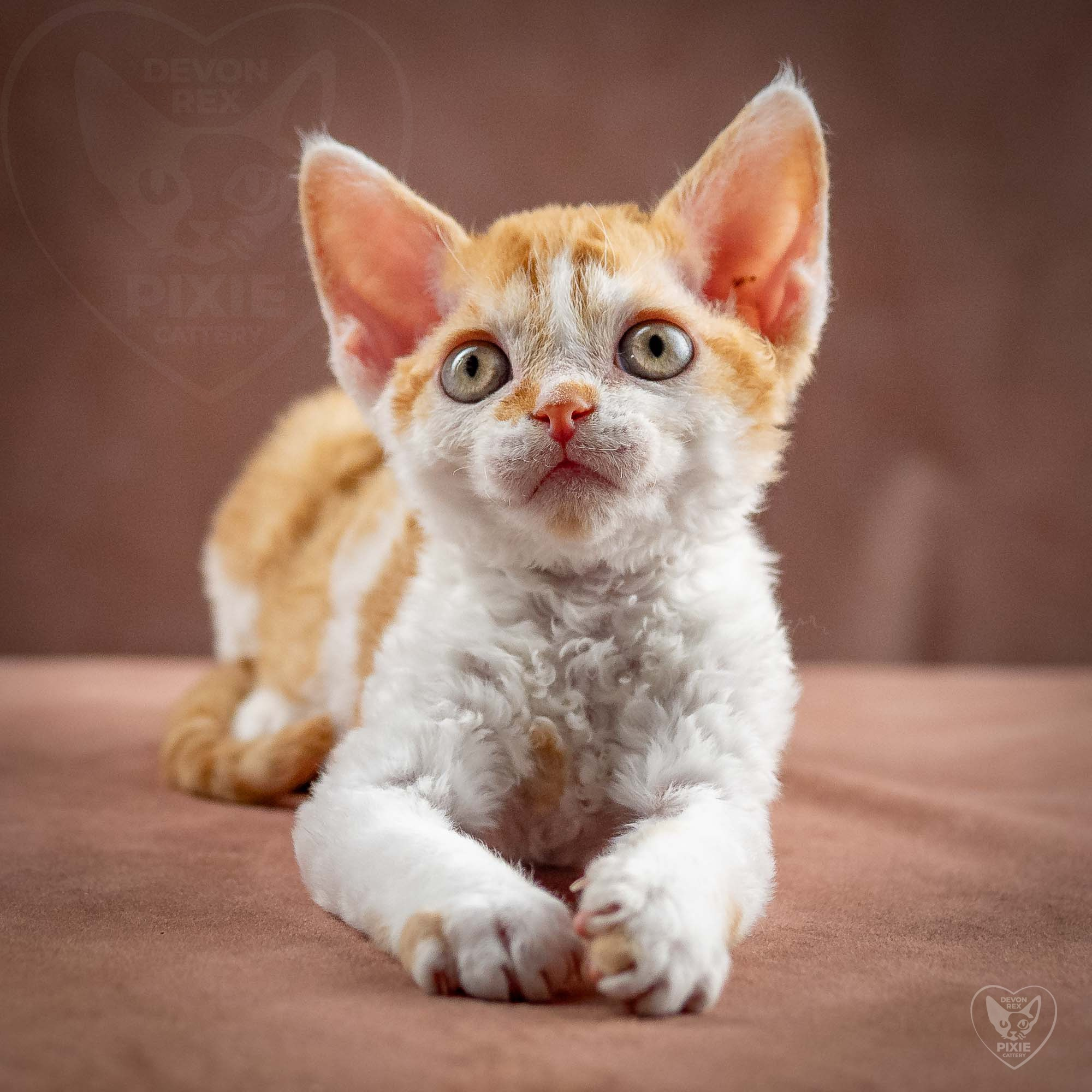 Gary,  boy, born on 01.18.25. Devon Rex Pixie Cattery