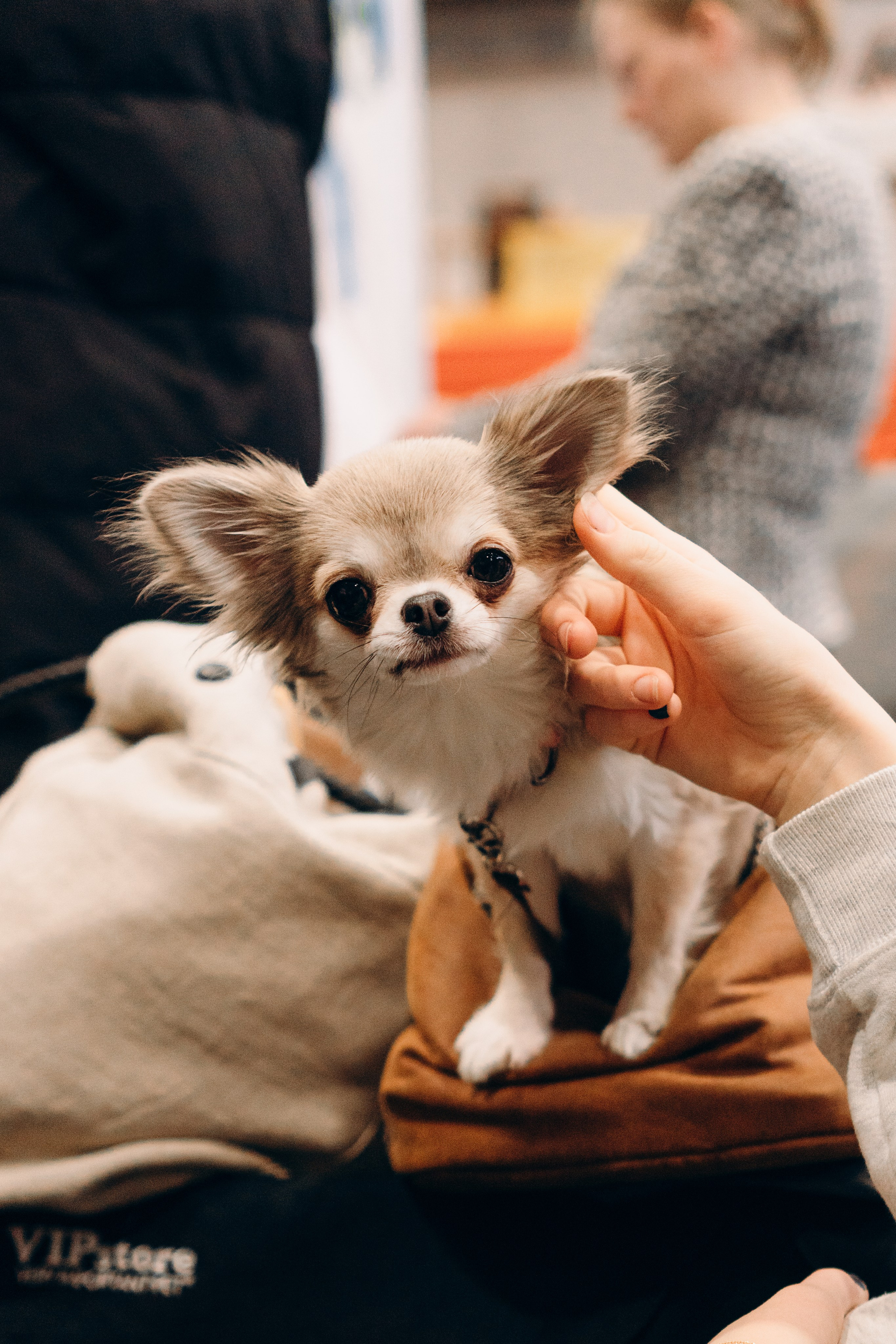 Pärnu dog weekend photo report. Kat Laisaar — Pet photographer in Tallinn