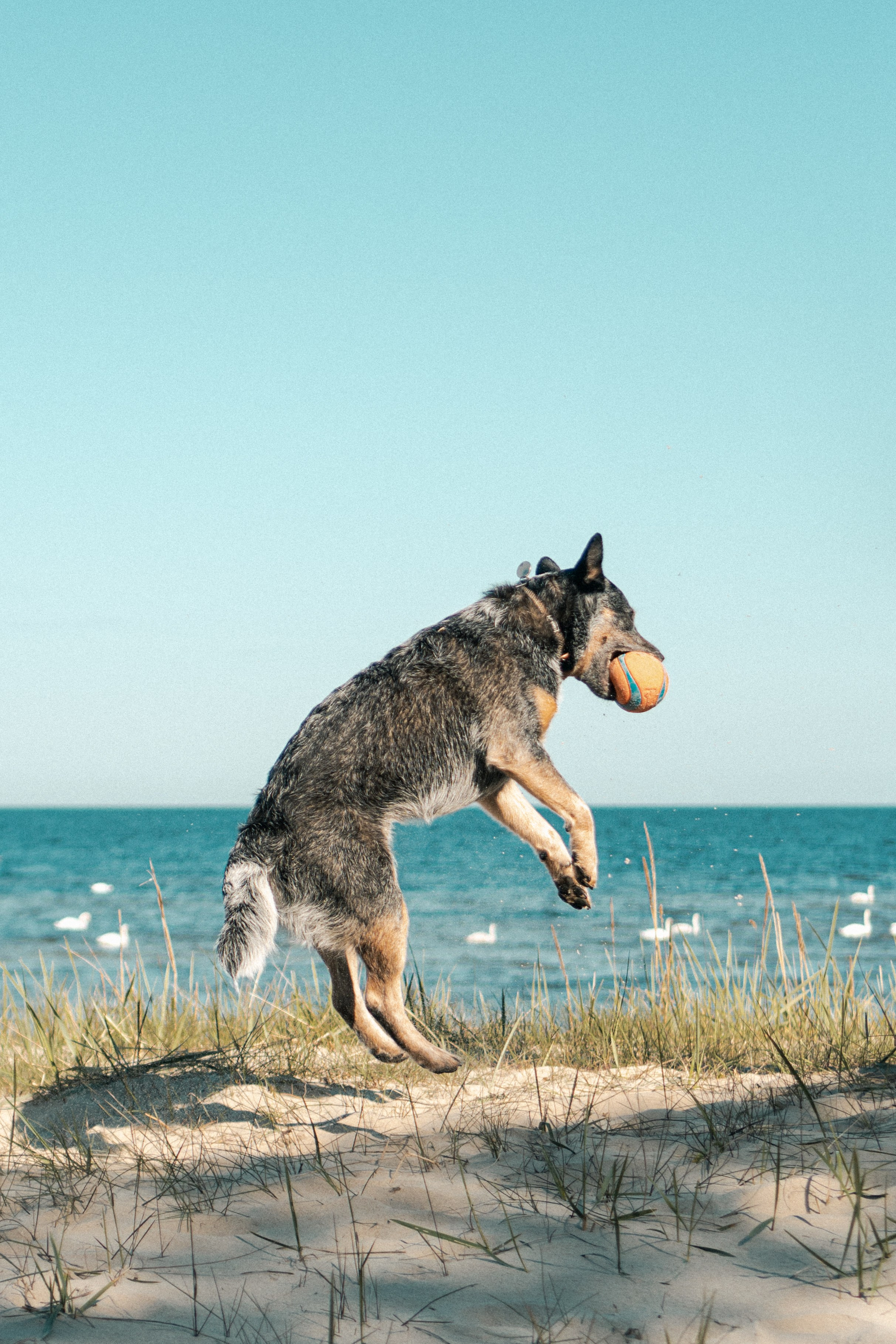 Oskar, Maria & Dmitrii. Kat Laisaar — Pet photographer in Tallinn