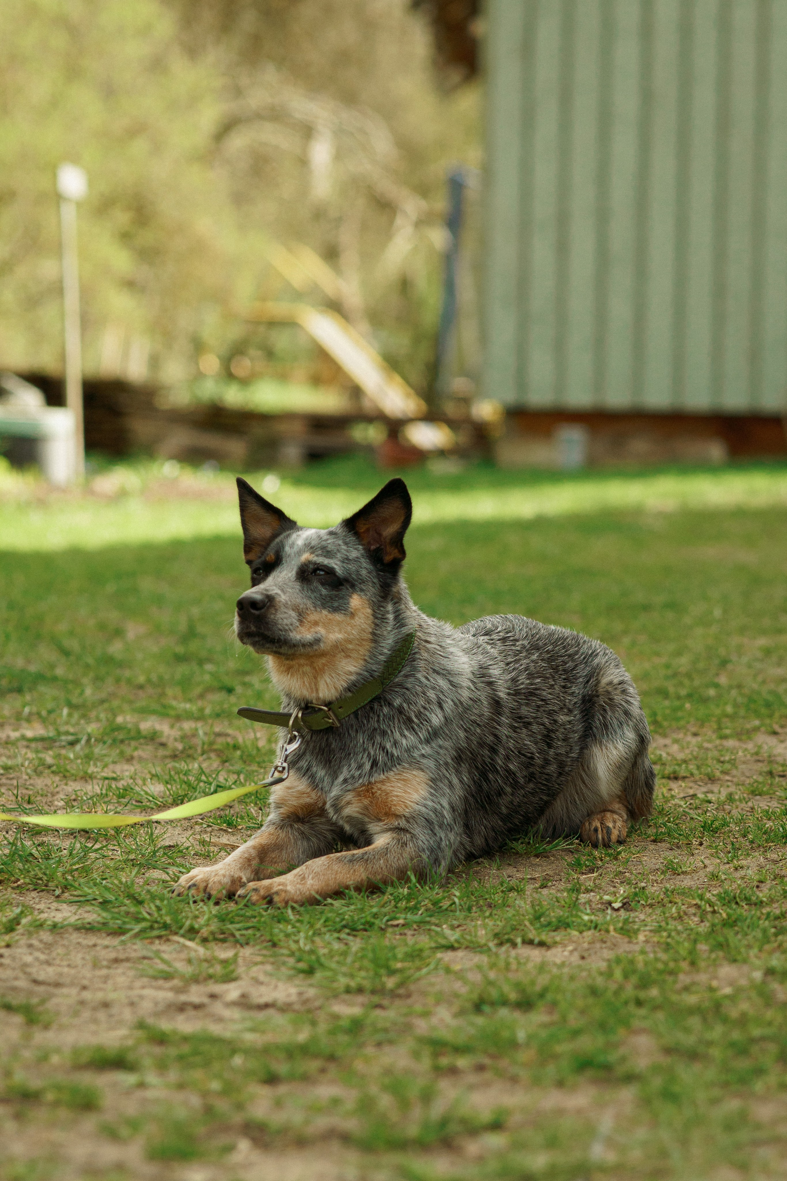 Herding Days, 26 apr. 2025. Kat Laisaar — Pet photographer in Tallinn