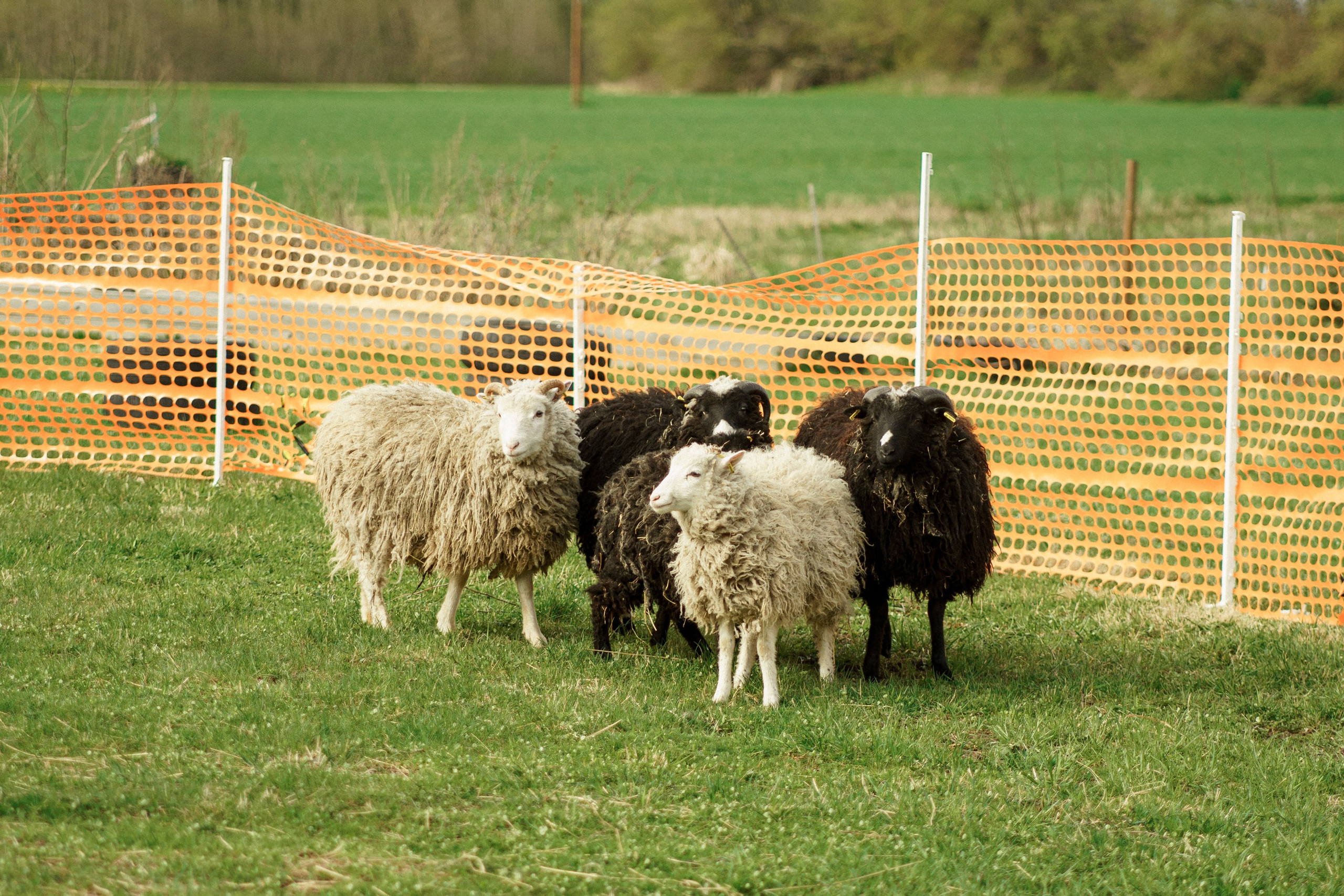 Herding Days, 26 apr. 2025. Kat Laisaar — Pet photographer in Tallinn
