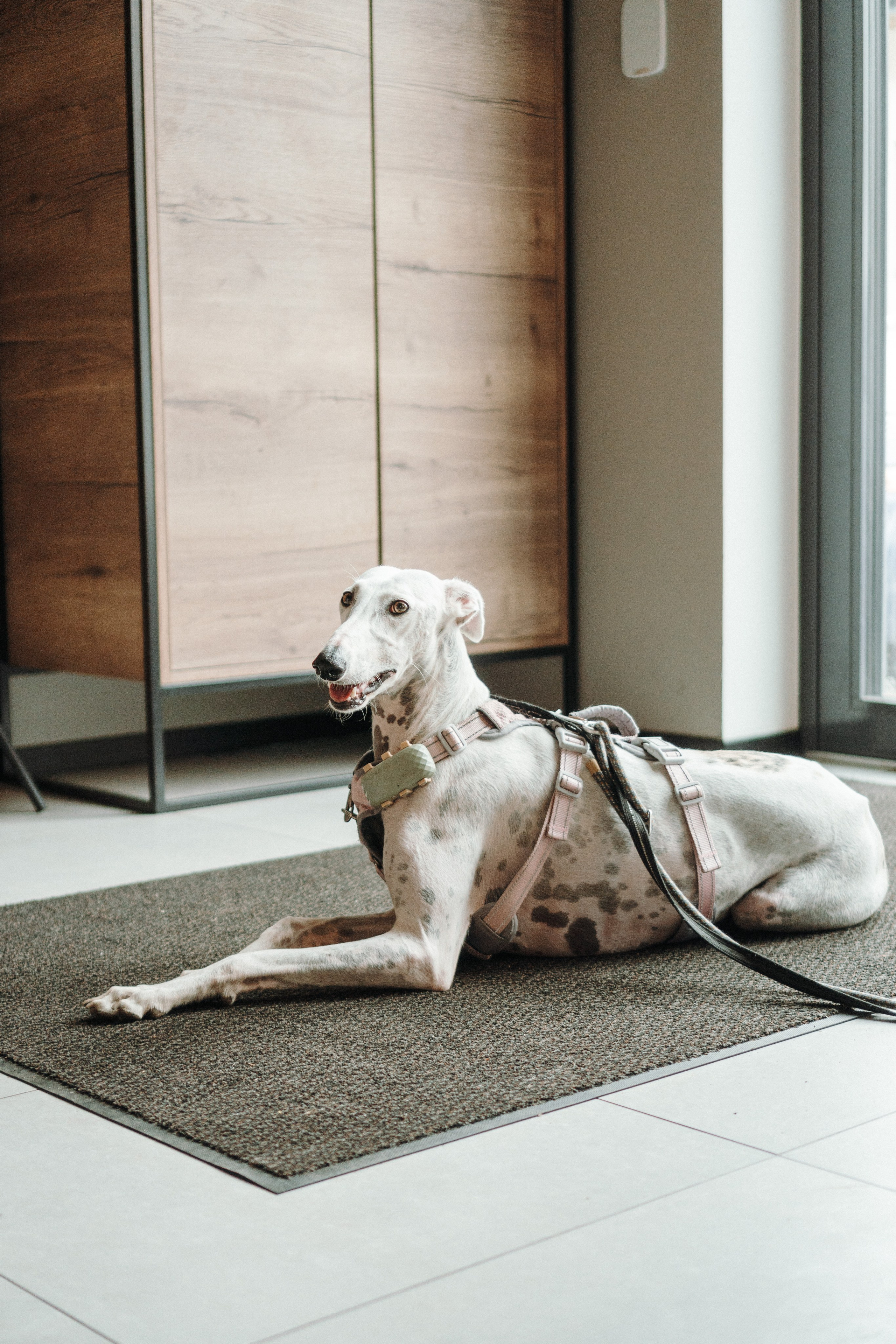 GalgoTreff / Mia Pagar 1 may, 2025. Kat Laisaar — Pet photographer in Tallinn