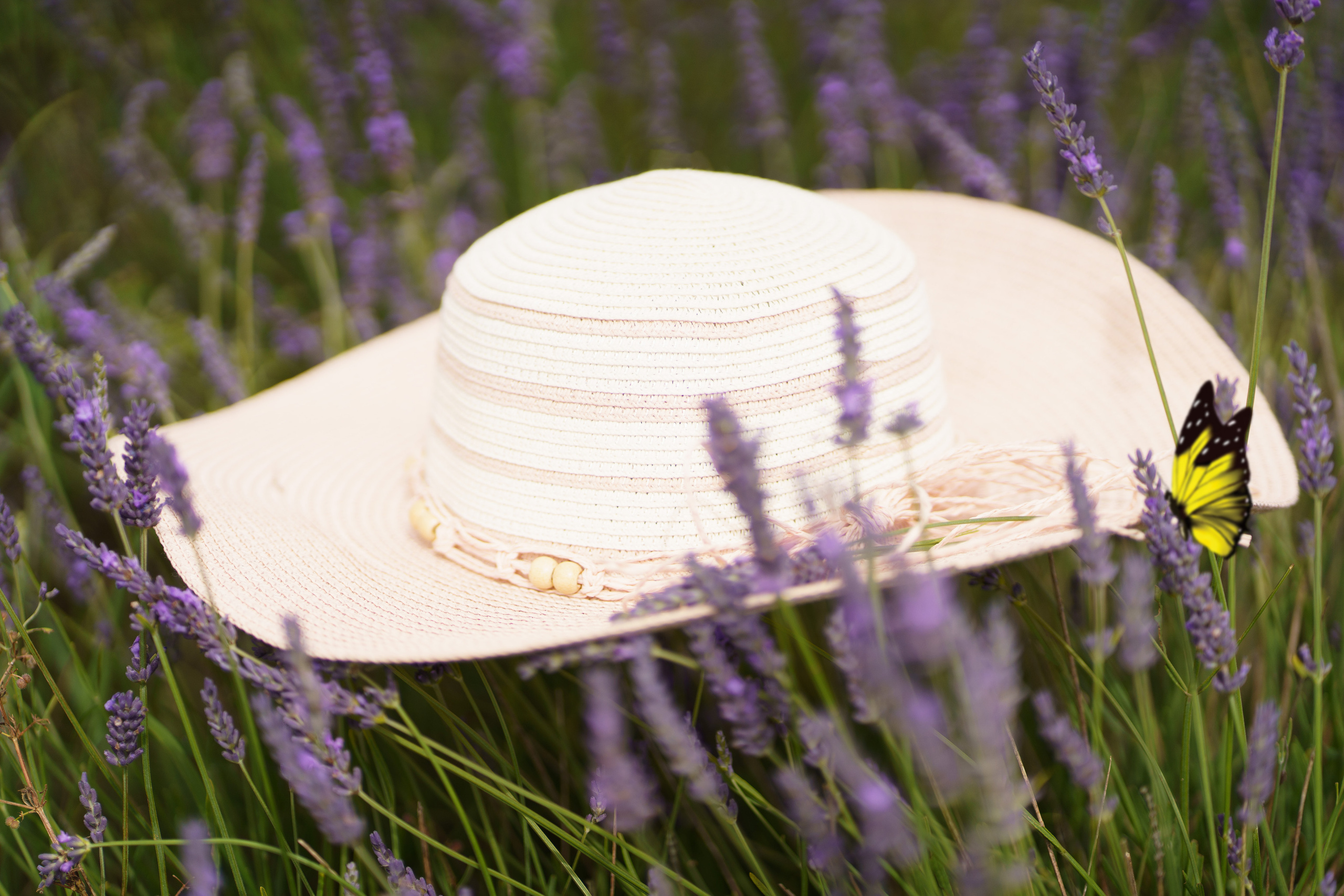 Ion & Rodica Семейные фото в лавандовом поле. Детский и семейный фотограф в Богнор Регис Елена Уплея