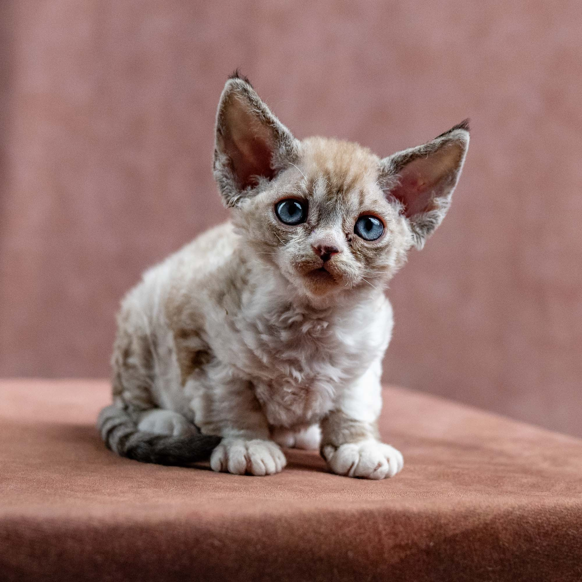 Kai, boy, born 07.02.2025. Devon Rex Pixie Cattery
