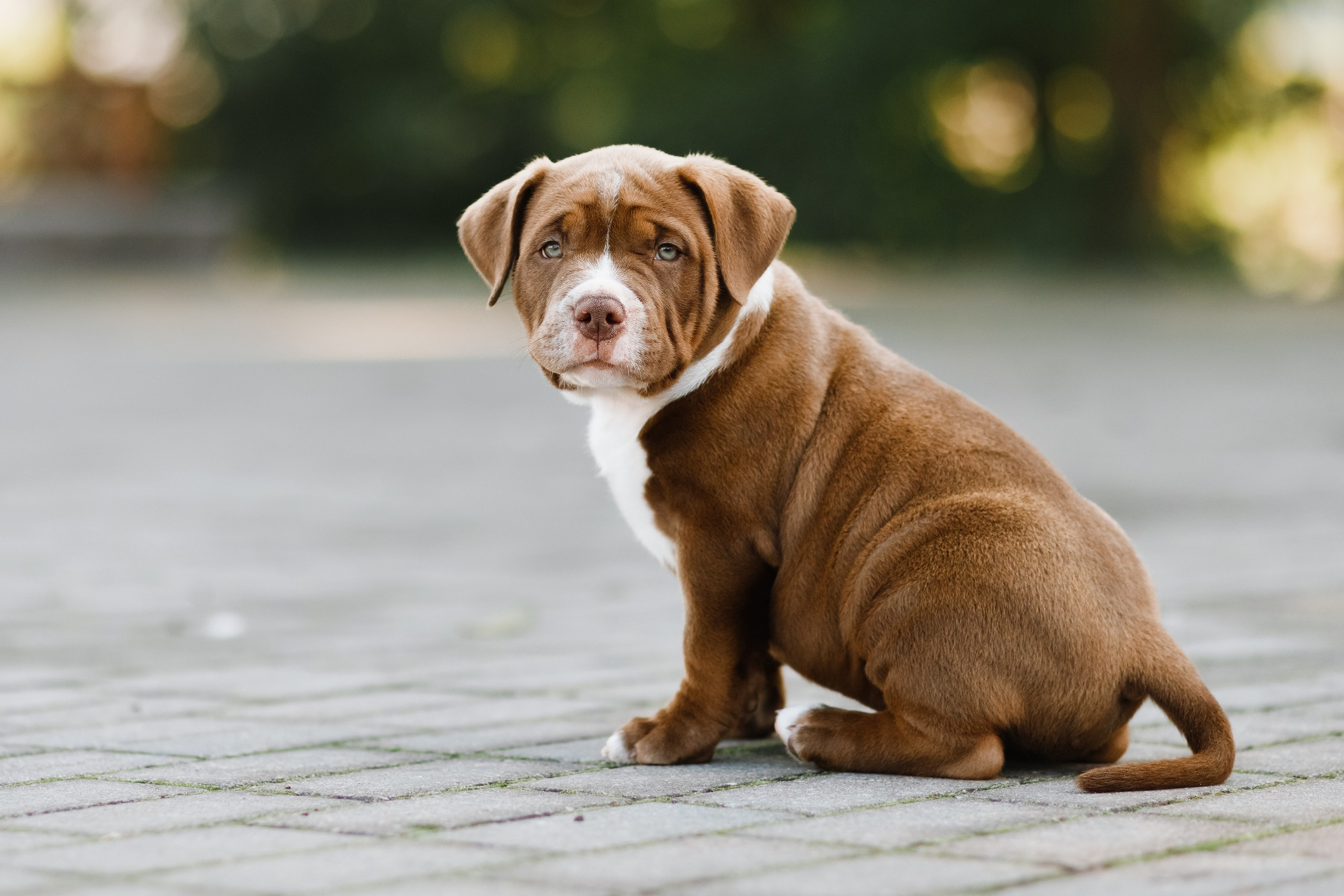 Bullie puppies. Kaja | fotograf we Wrocławiu | ludzie i psy