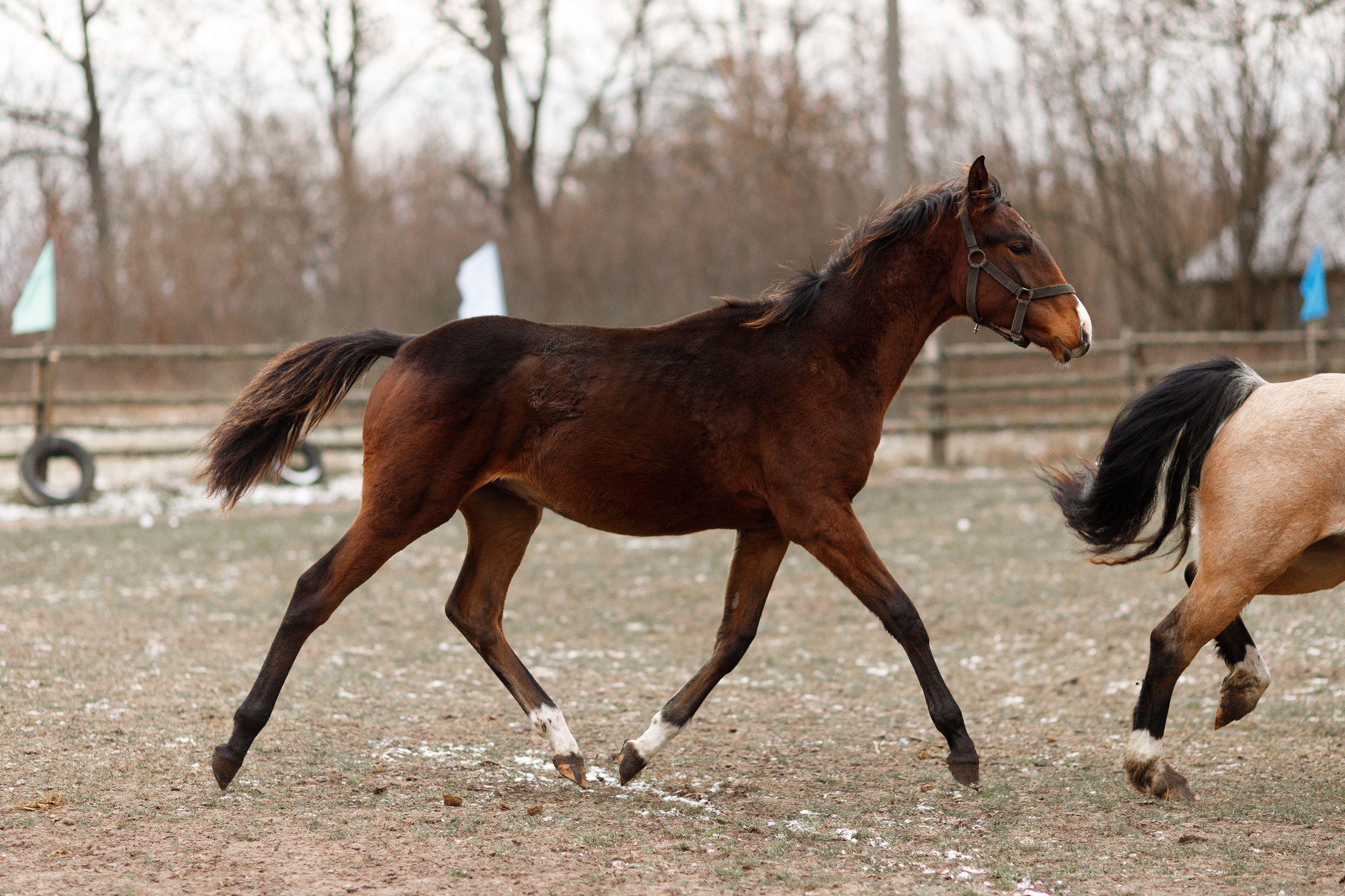Winter stable. Kaja | fotograf psów we Wrocławiu