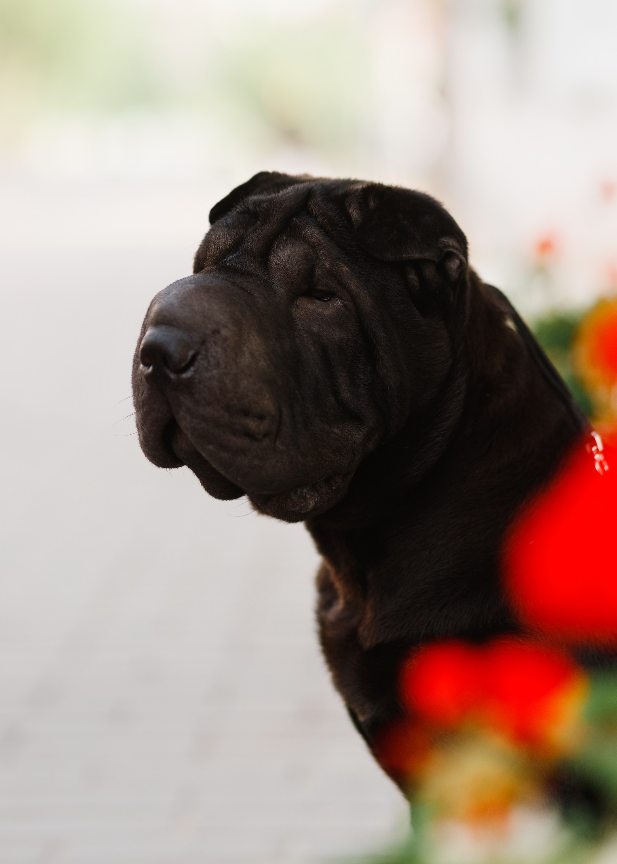 Shar pei in the city. Kaja | fotograf psów we Wrocławiu