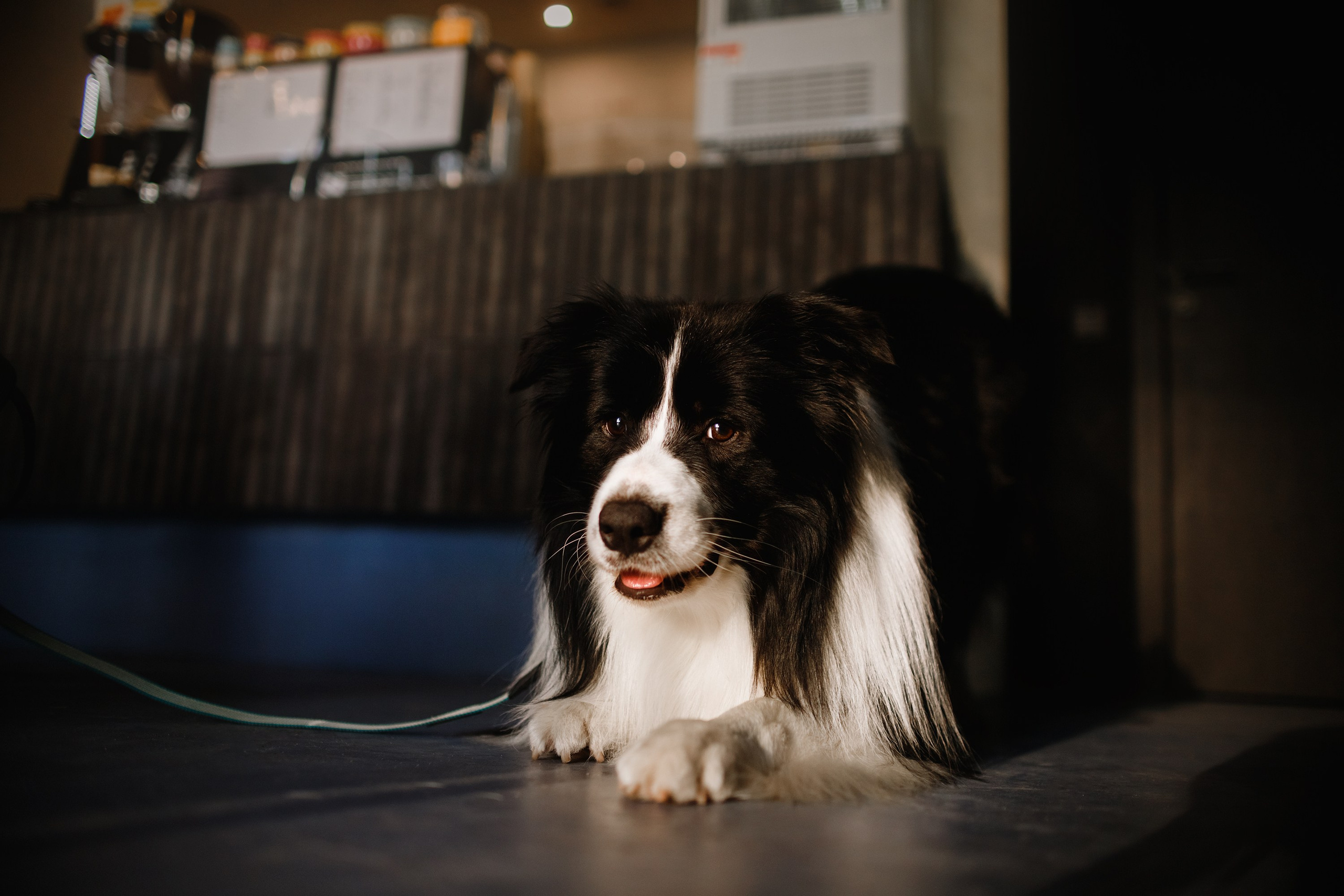 Evgenia & Richard. Kaja | fotograf we Wrocławiu | ludzie i psy